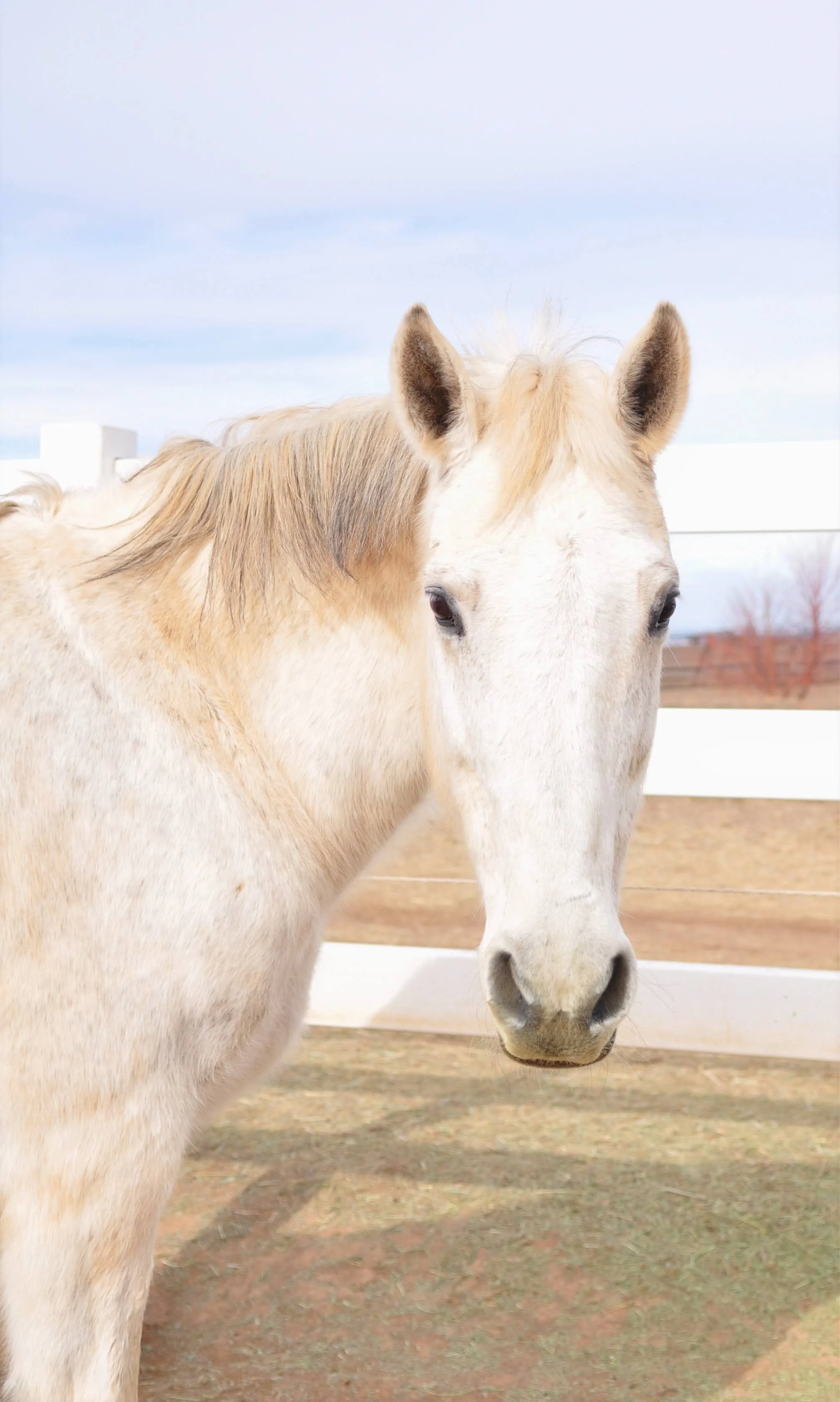 RIP SWEET GIRL Lexi horse donate sponser support 501c