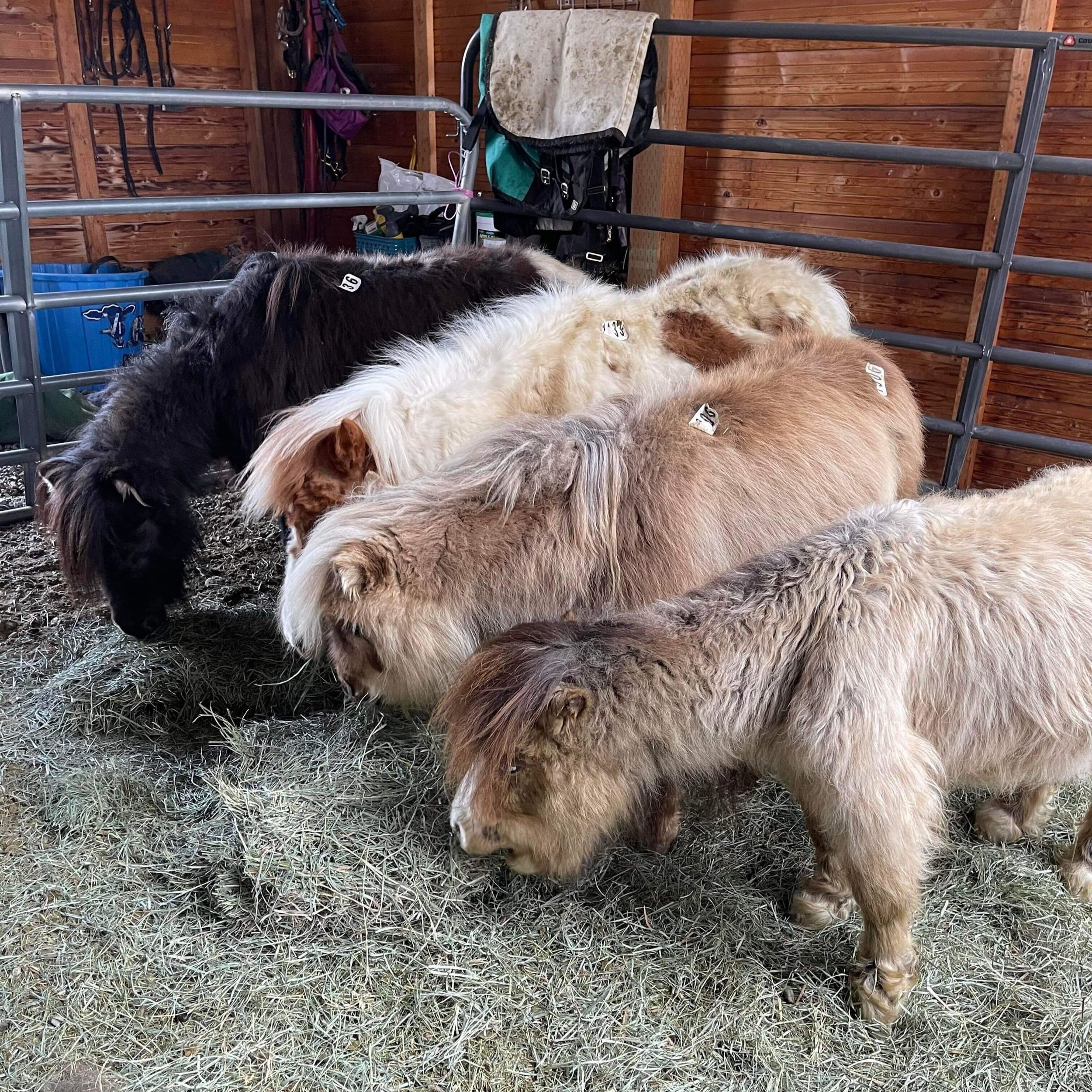 Rescue in Progress — Zuma's Rescue Ranch