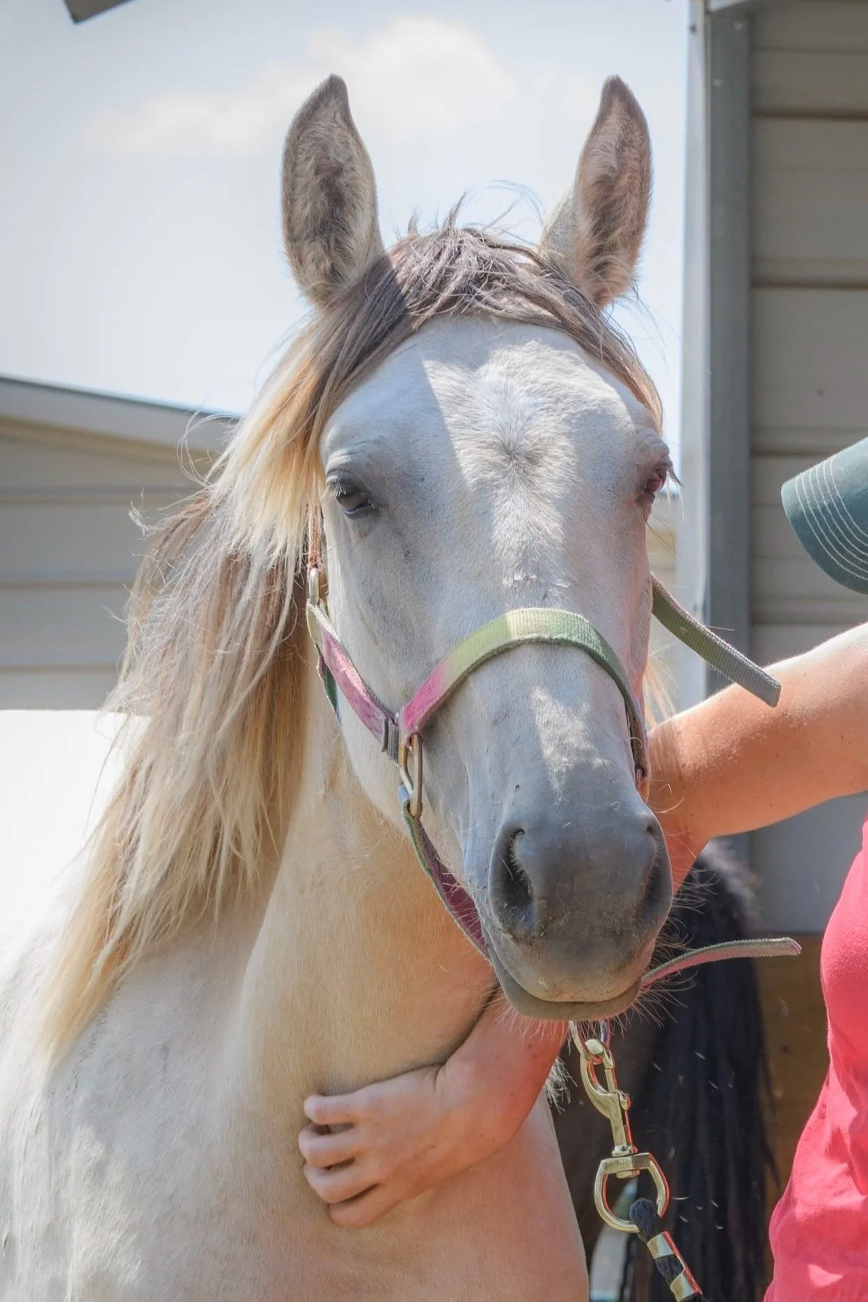 Peach horse donate sponser support 501c