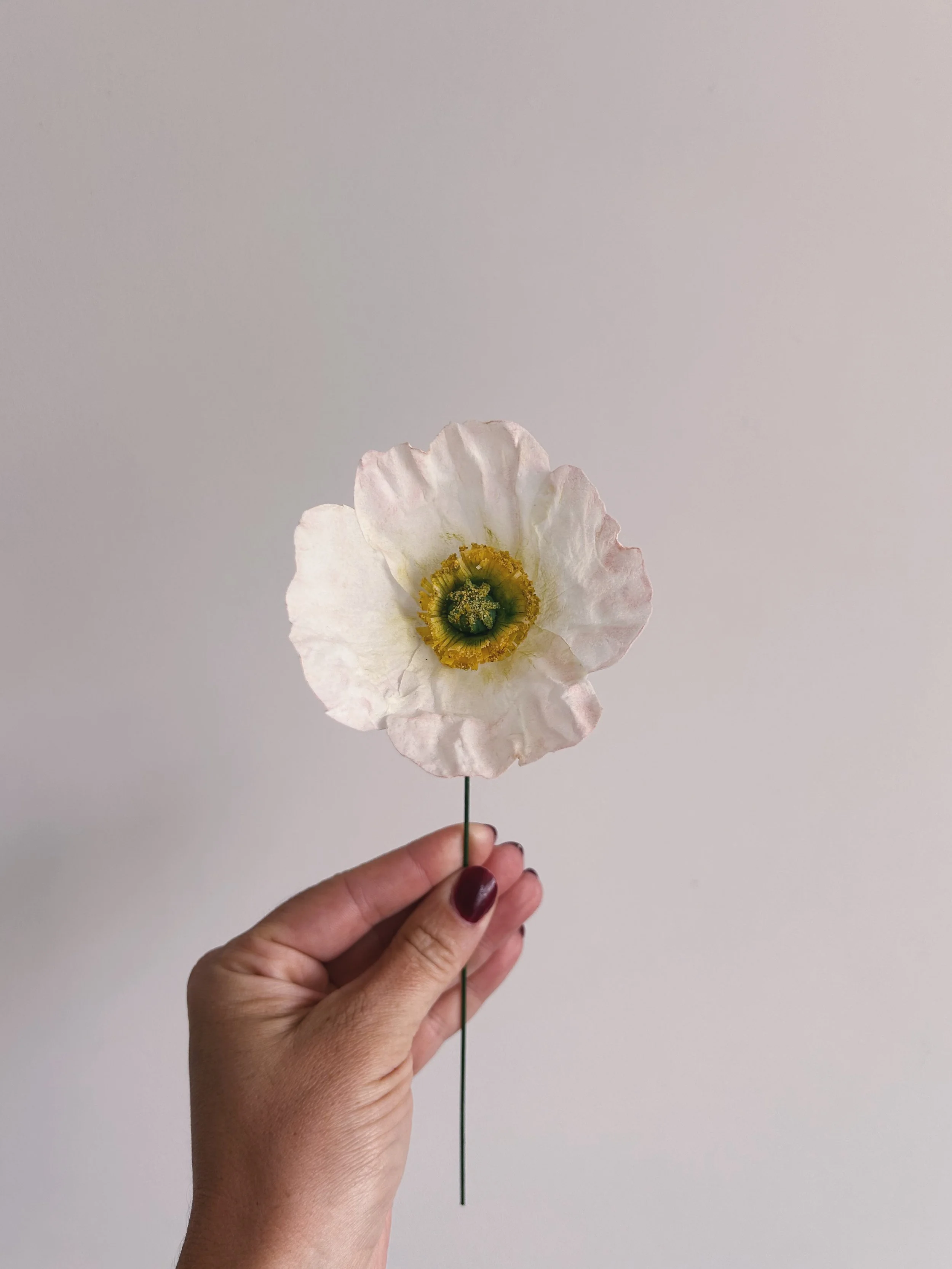 Wafer Paper Icelandic Poppy Bristol
Tara Katie Cakes