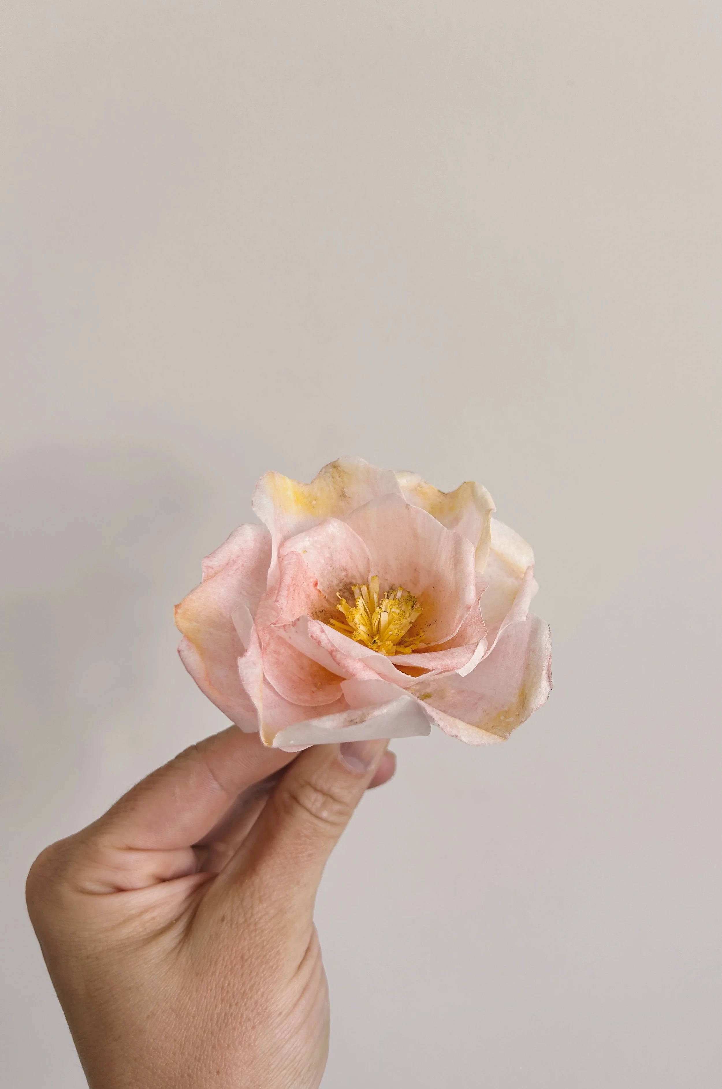 Wafer paper Rose Bristol
Wedding Cakes Bristol
Tara Katie Cakes