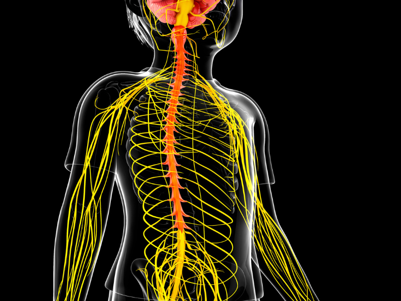 Hyperbaric Oxygen Therapy &amp; Peripheral Nerve Injury Recovery