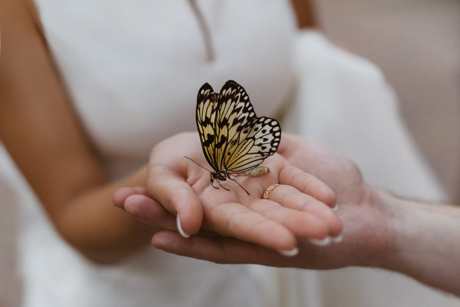A butterfly resting gently on open hands