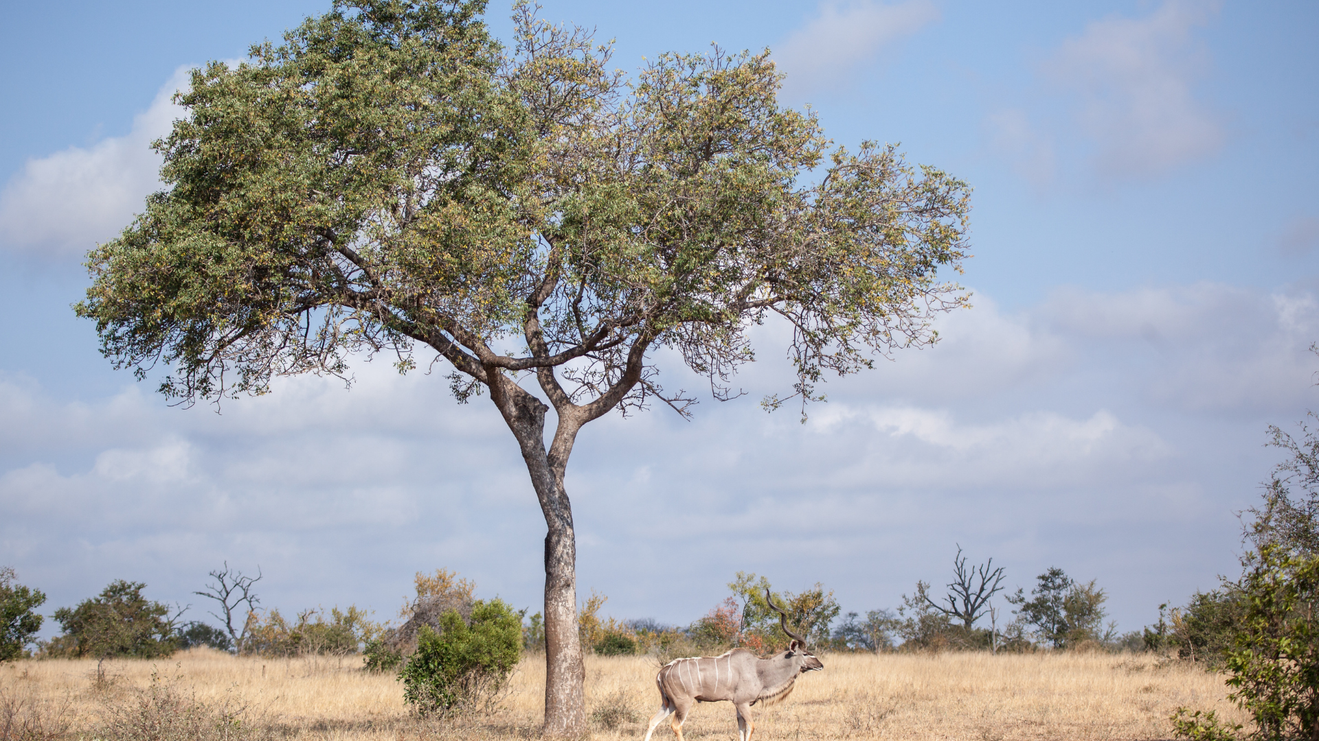Marula Oil — Cosmictoria