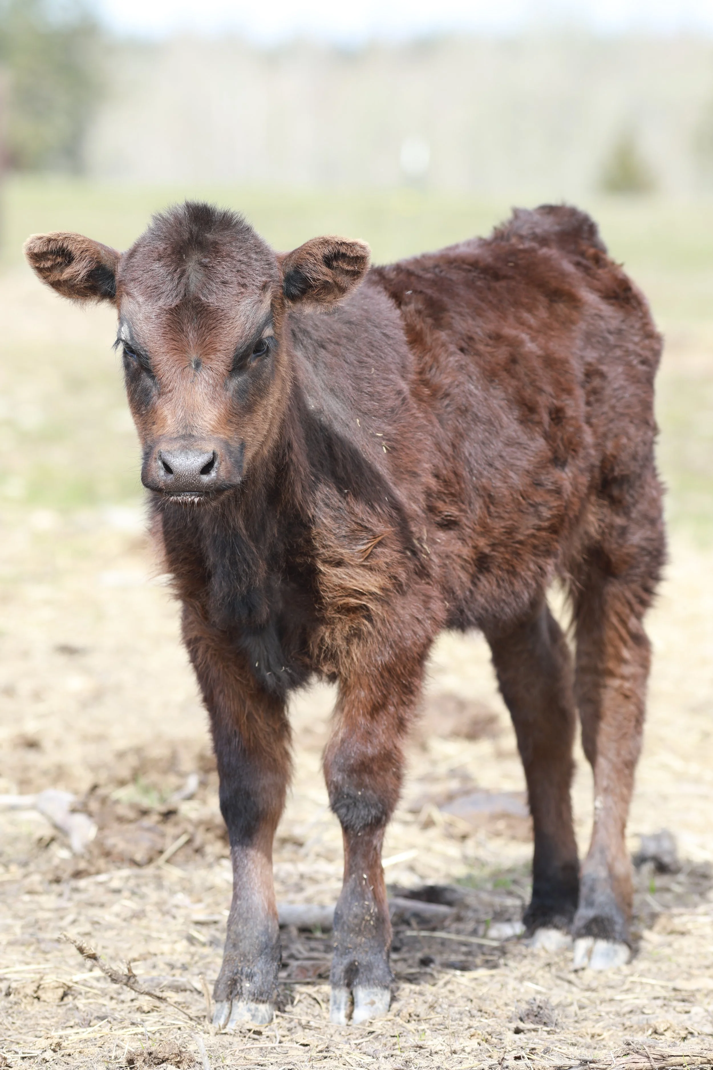 Close-up of a brown calf standing on a muddy ground.