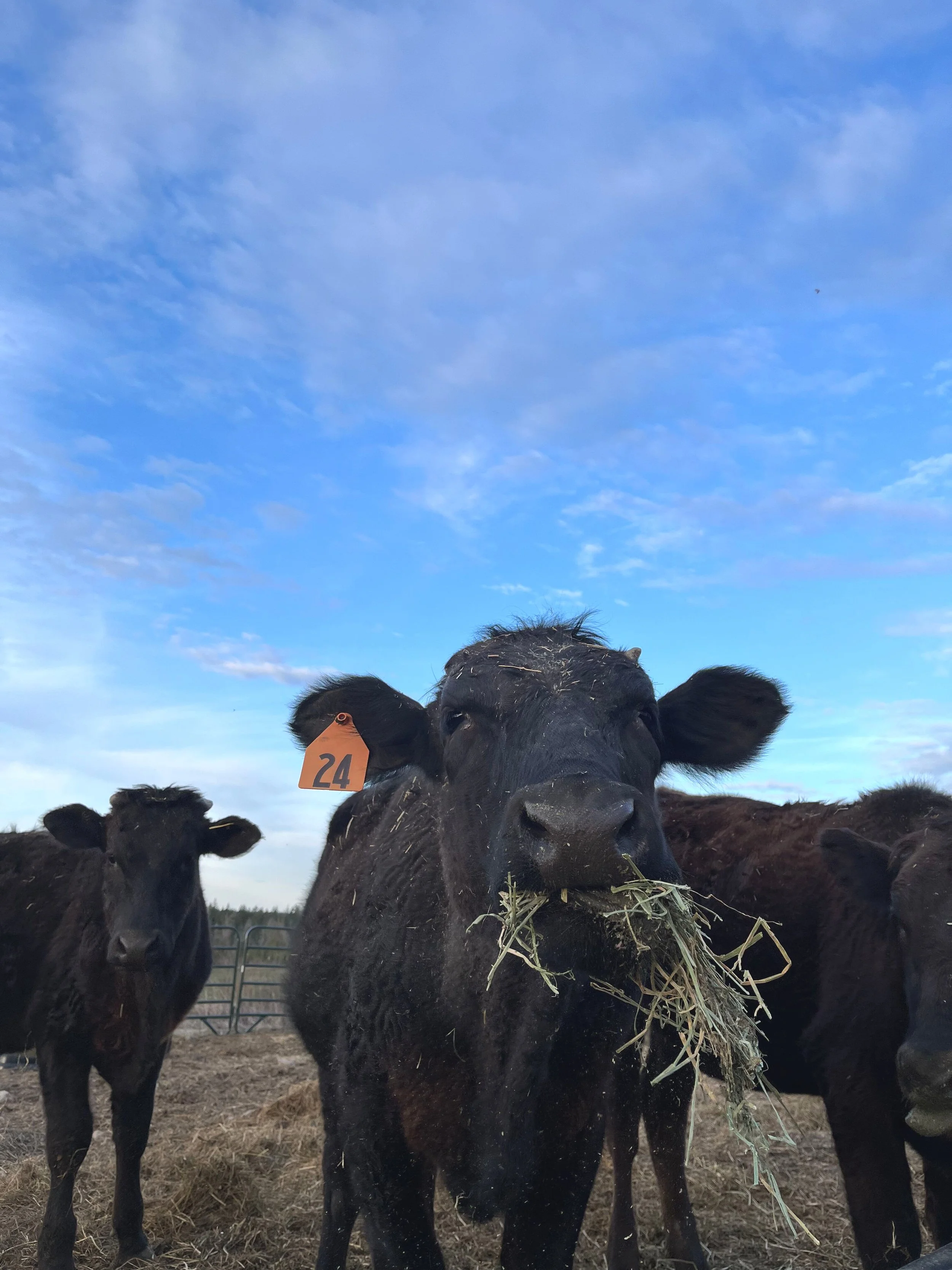 cow eating hay