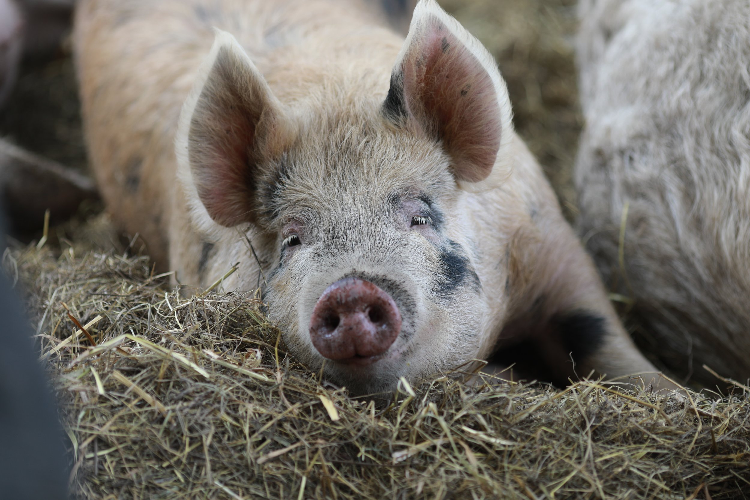 Pig lying on hay, close-up of face and ears.
