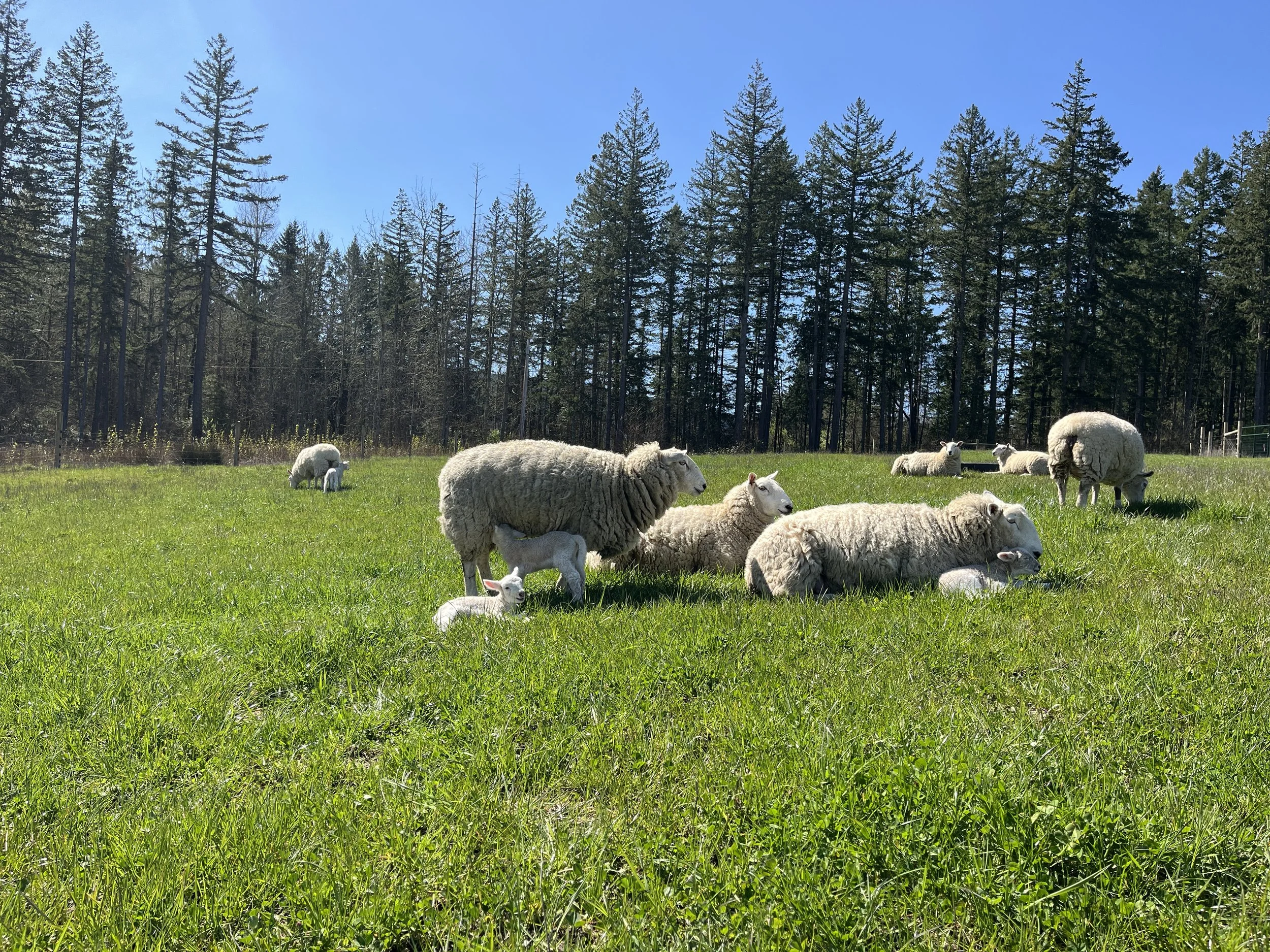 Sheep and lambs grazing in a green field with trees in the background.