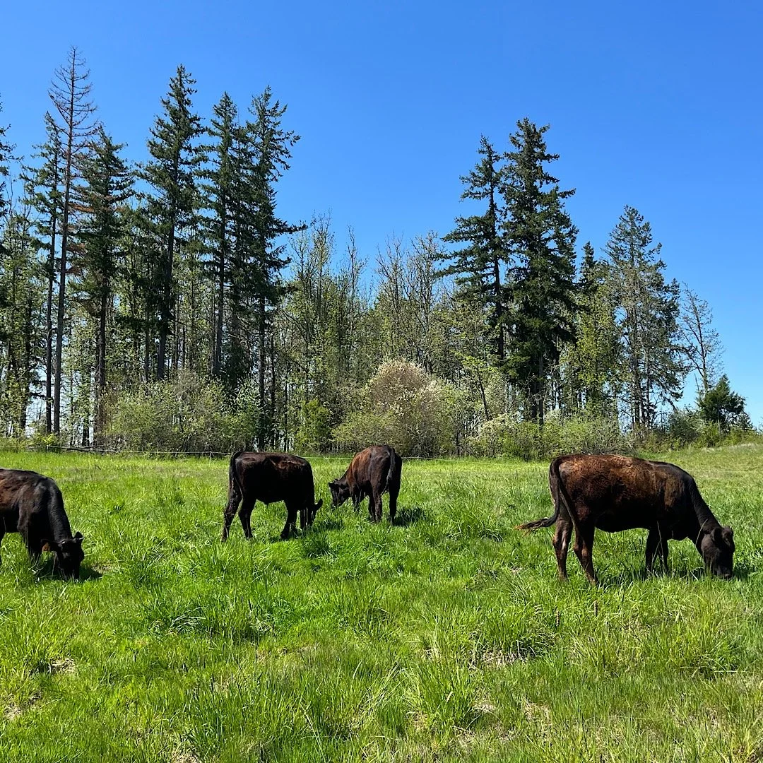 cows on lush green grass