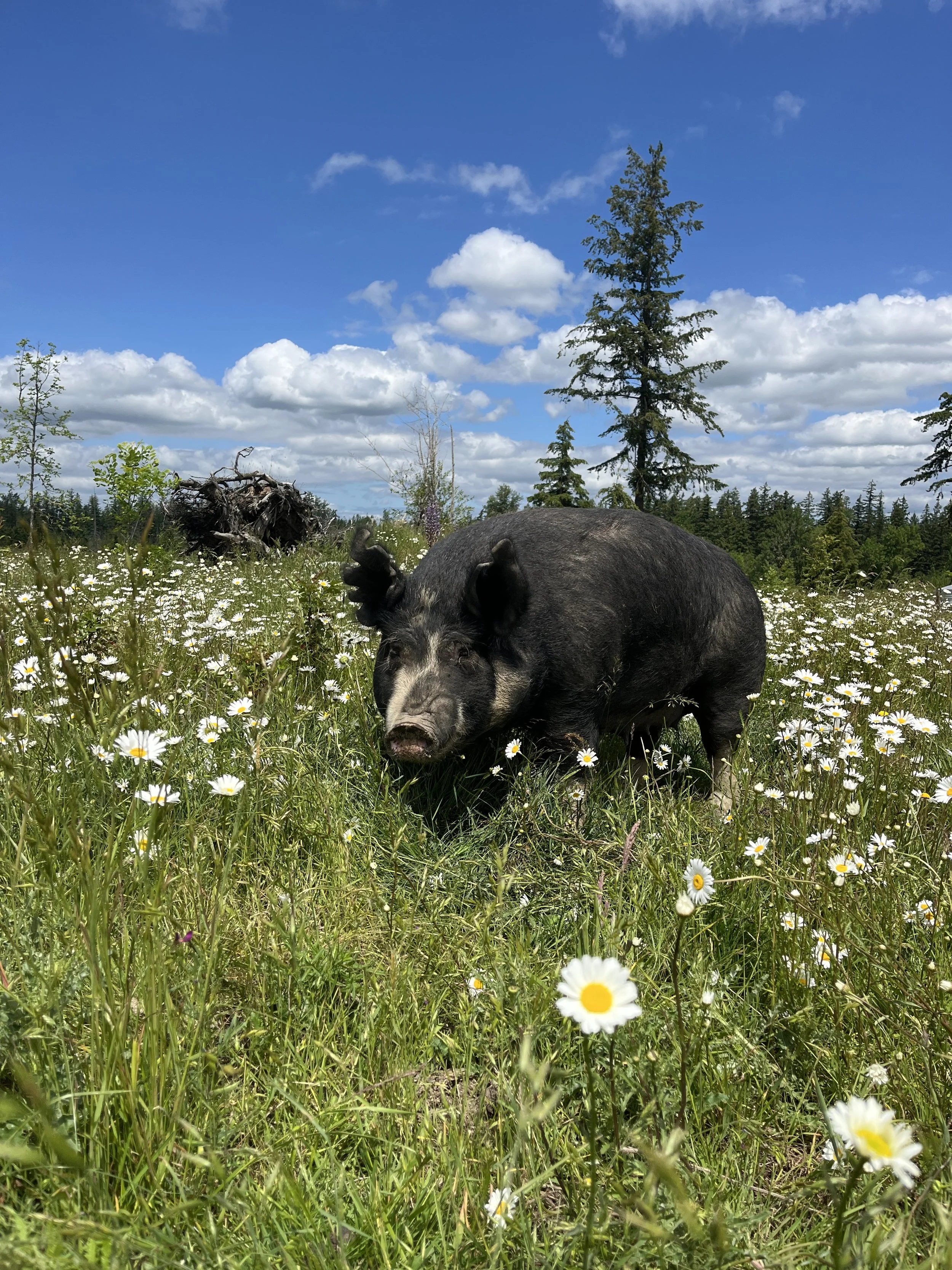 A black pig standing in a field of daisies under a blue sky with scattered clouds.