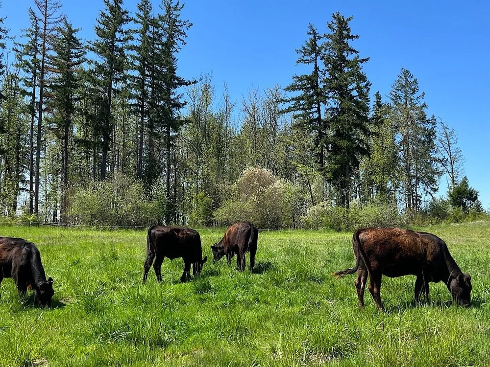 Mossy Rock Ranch I Sustainable Meat Delivery in Washington