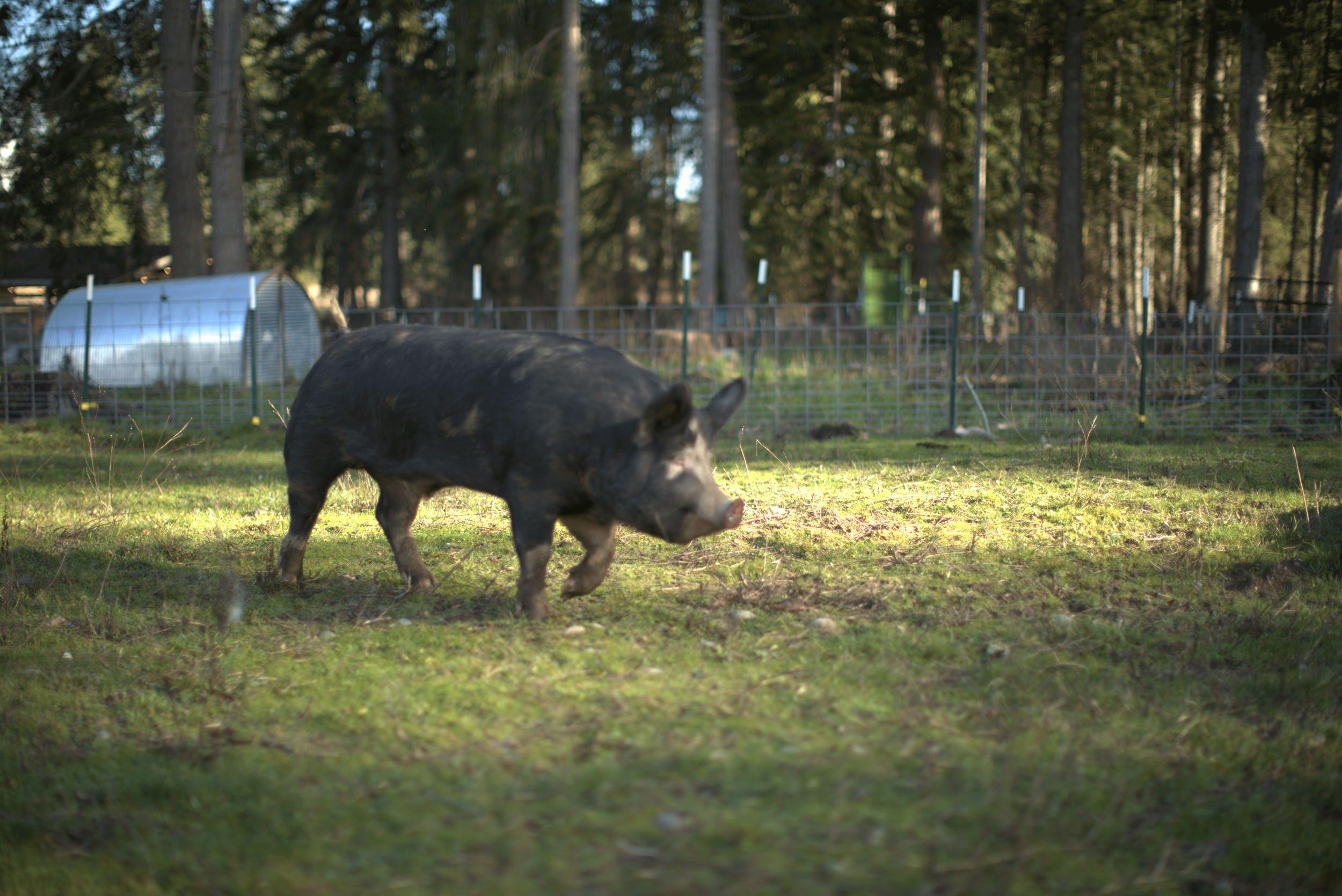 A pig walking on grass in a fenced enclosure, with trees in the background.