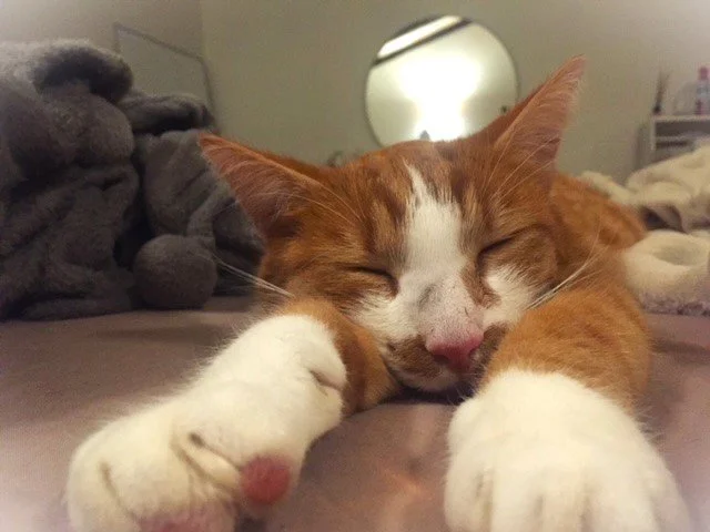 IMG_0500 chat qui dort.JPG