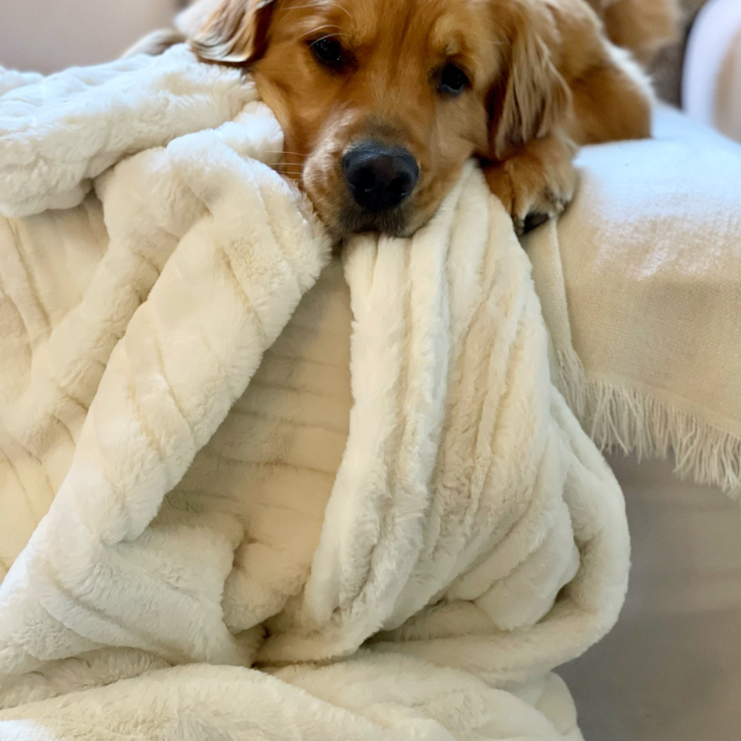 vienna collection | French Riviera