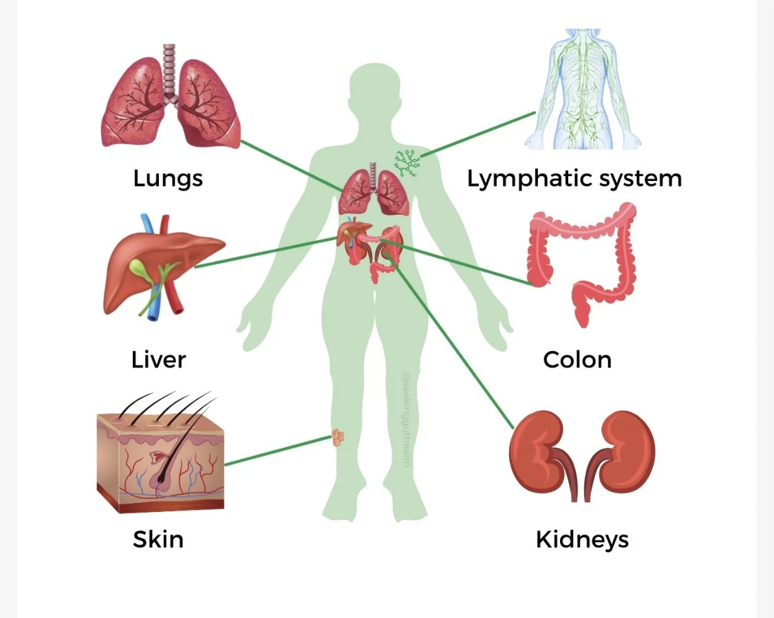 Diagram showing human anatomy with labeled organs: lungs, liver, skin, lymphatic system, colon, and kidneys.