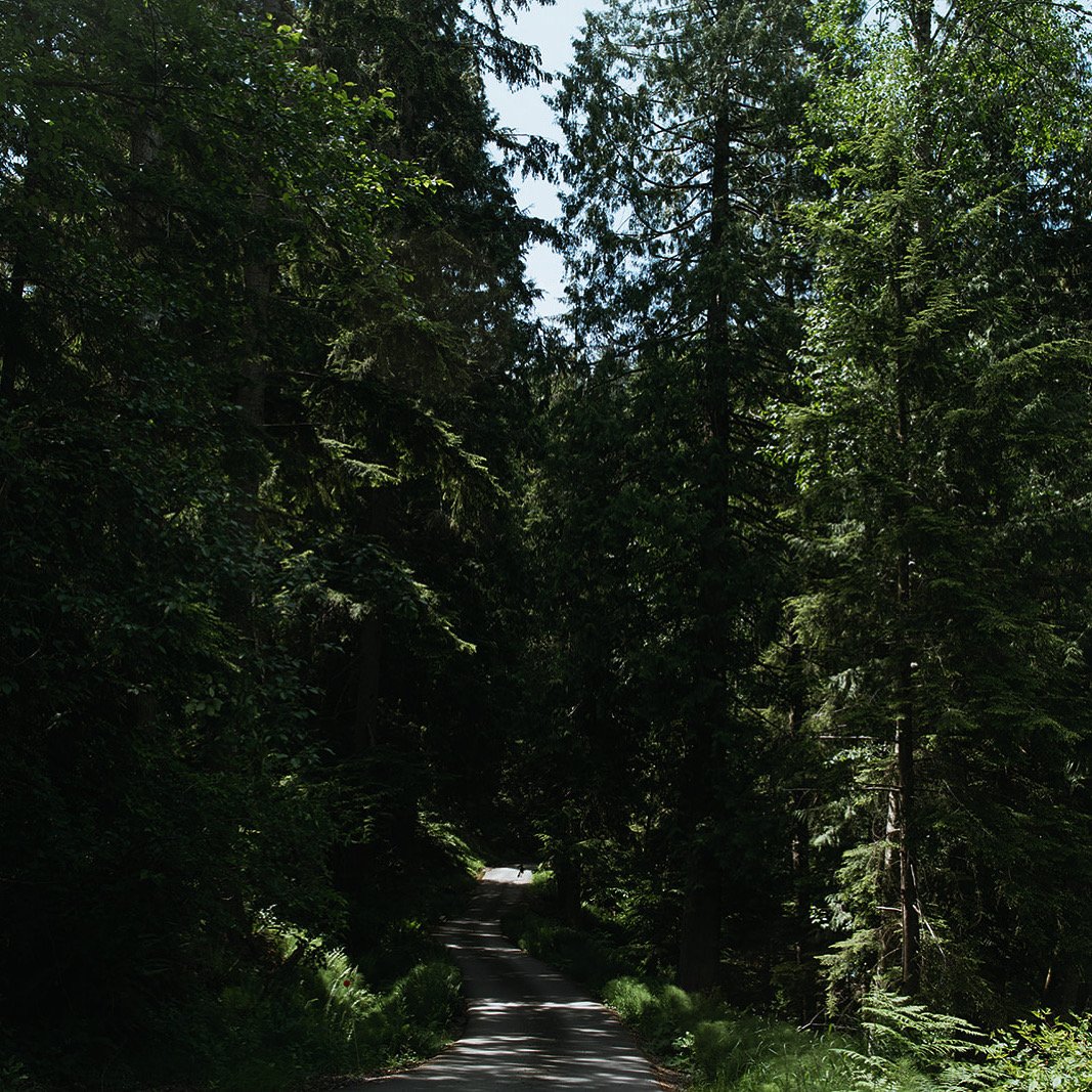 The healing forest & alder tree's. Rich in spirit & healing.