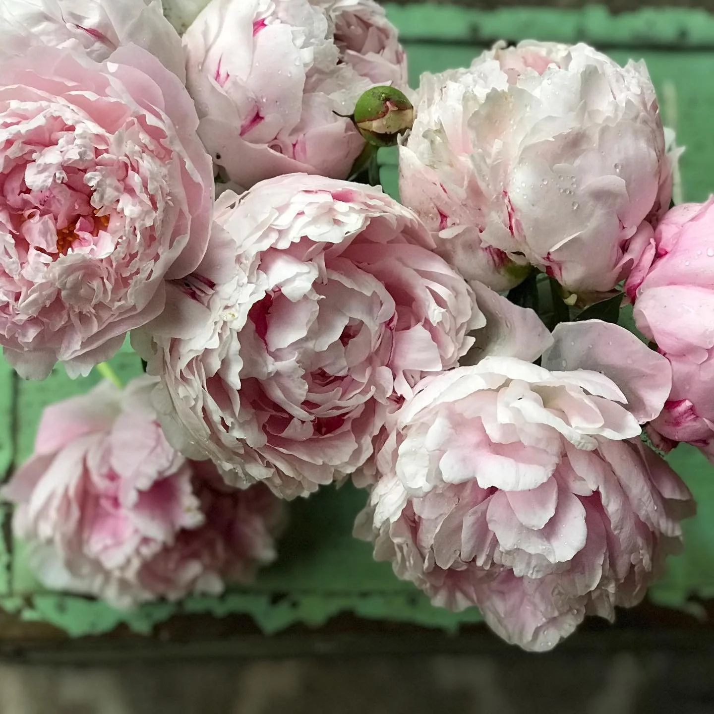 flowers.jpg