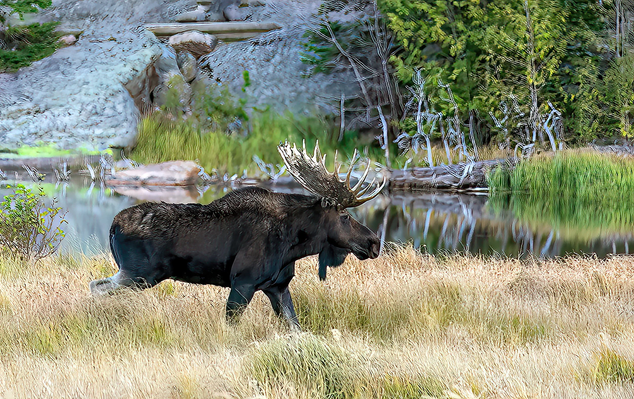 A Walk Through the Field Photo 1.jpg