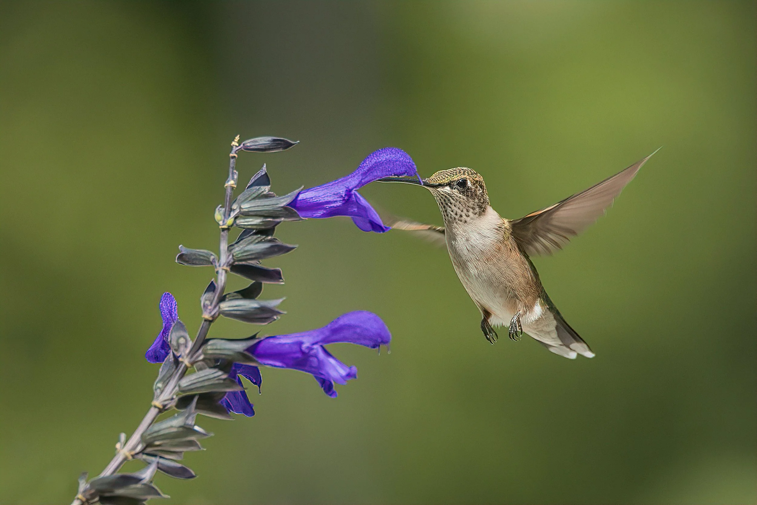 2021-09-05 Hummingbirds-4-gigapixel-standard-scale-2_00x.jpg
