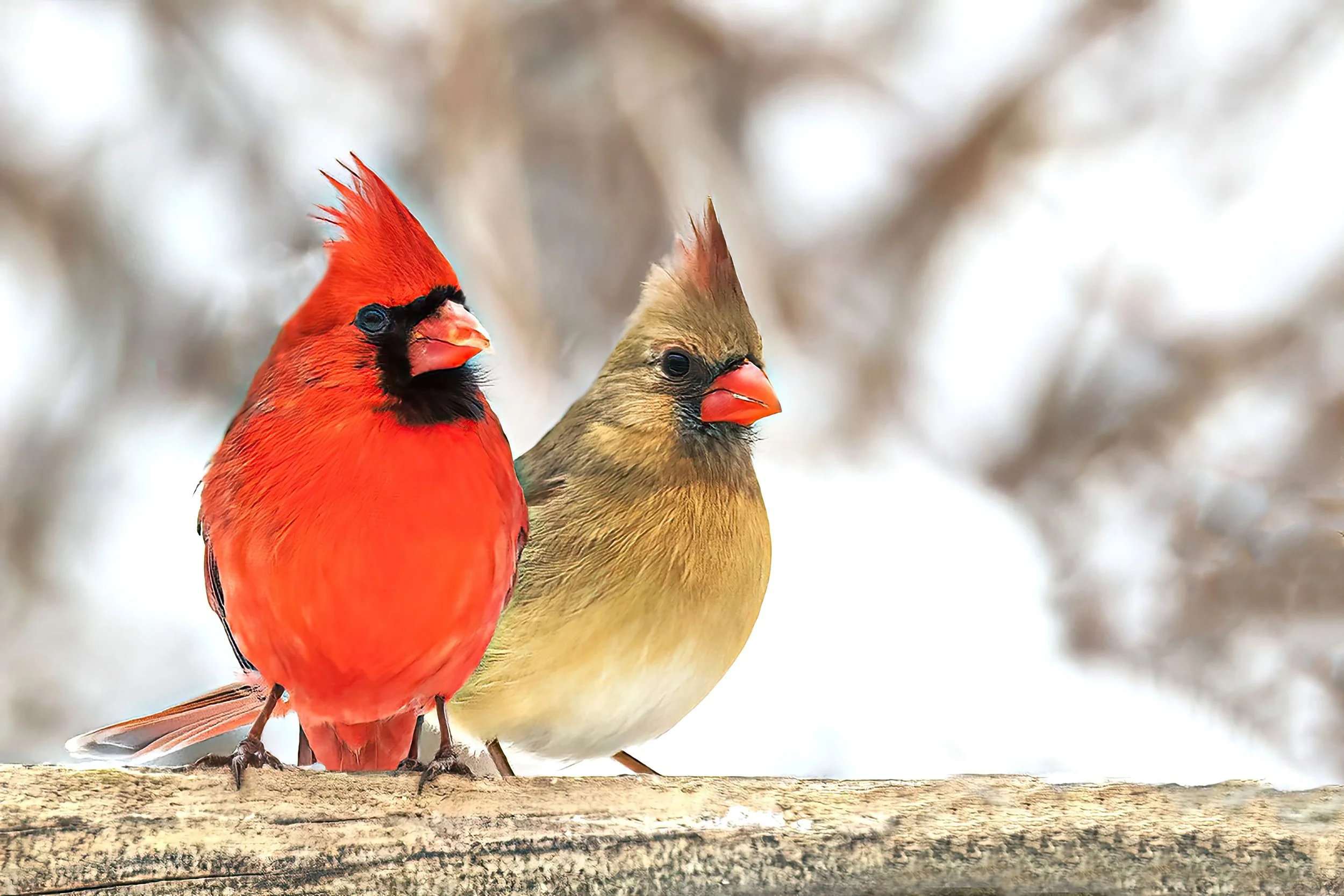 Male and Female Cardinal-10 Brightened-gigapixel-art-scale-2_00x.jpg