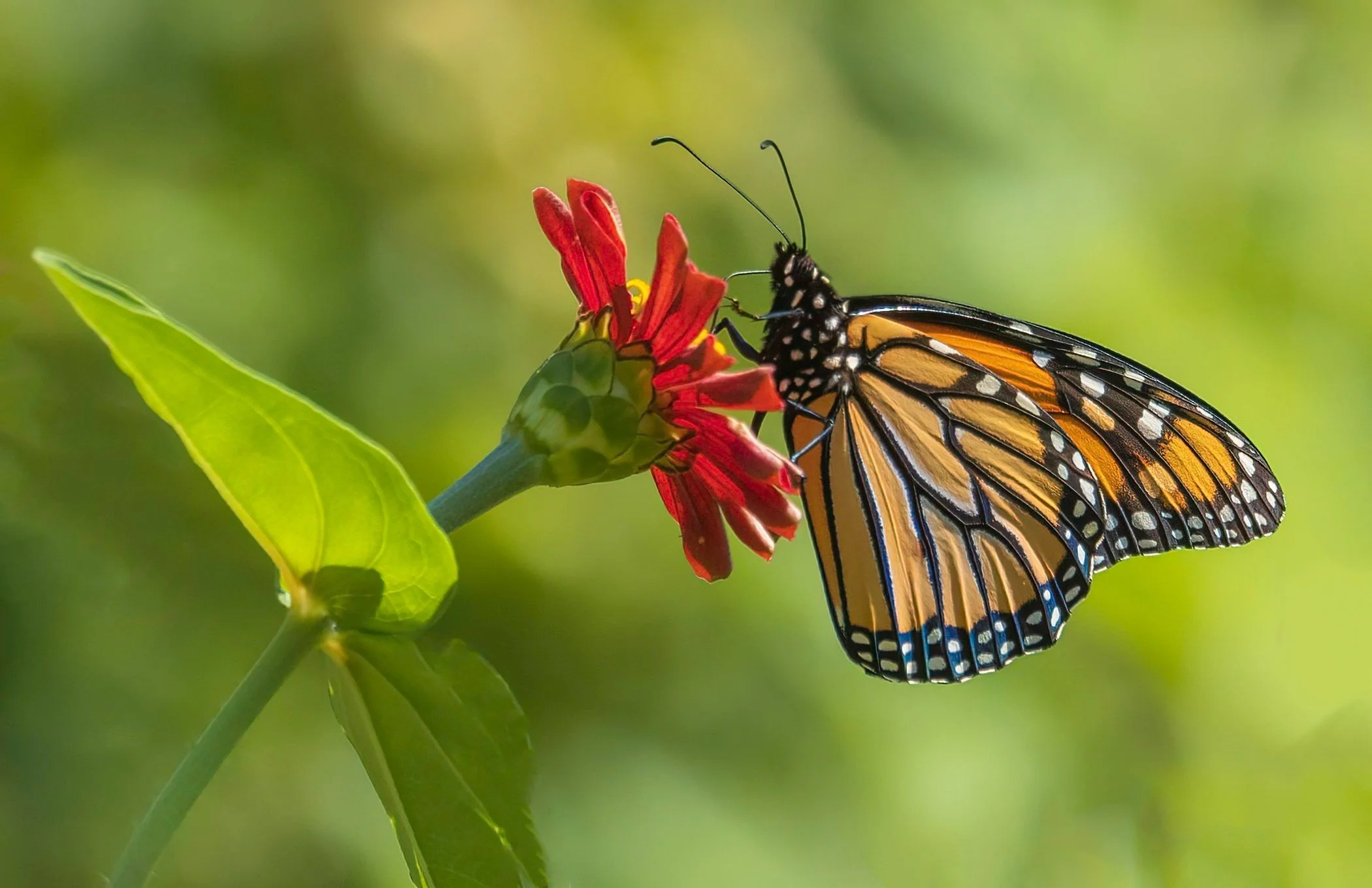 2022-09-03 Hummingbird and Butterflies-Card 1.jpg