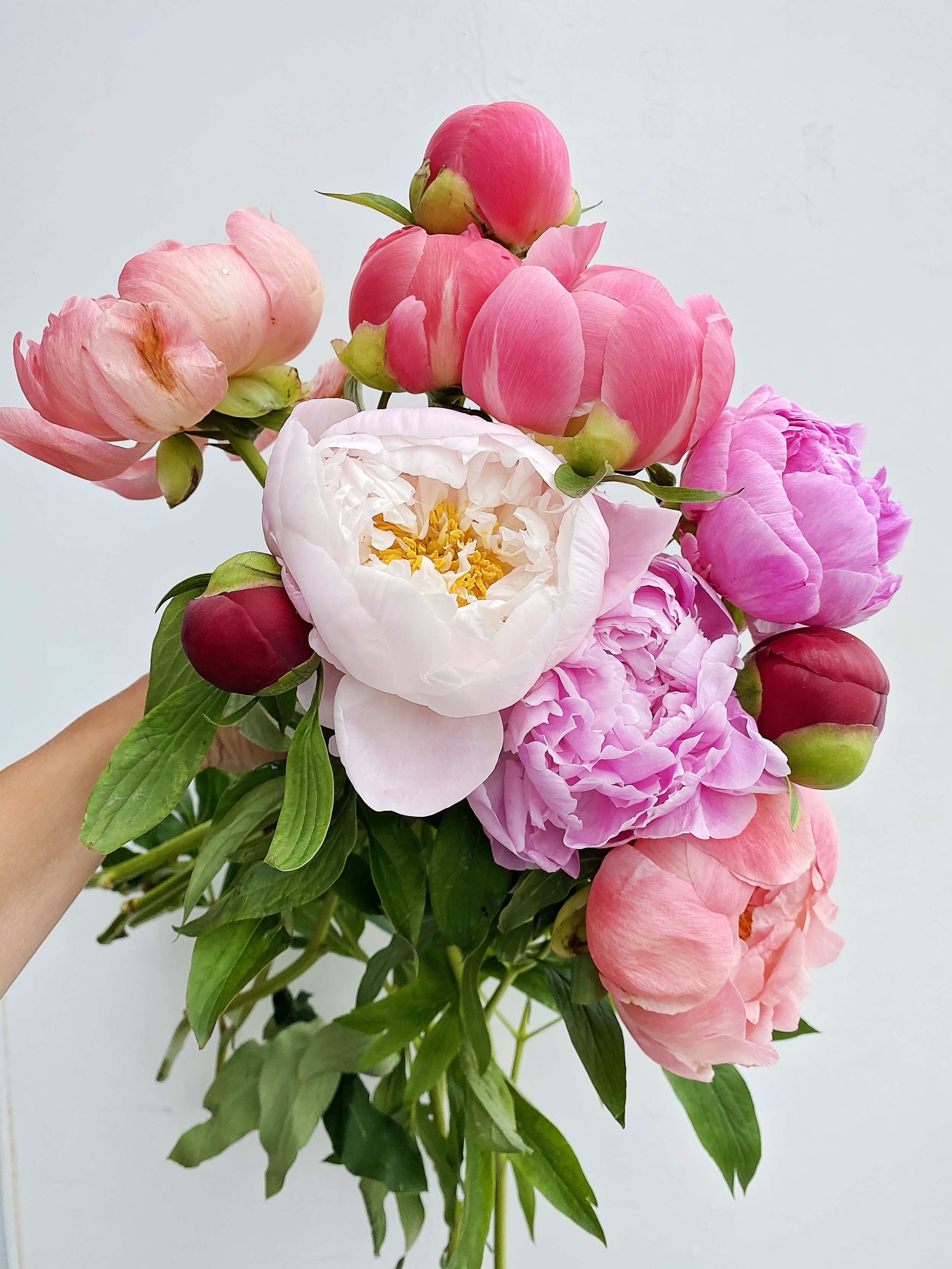 Bulk Flowers Dayton Ohio Best Flower Site