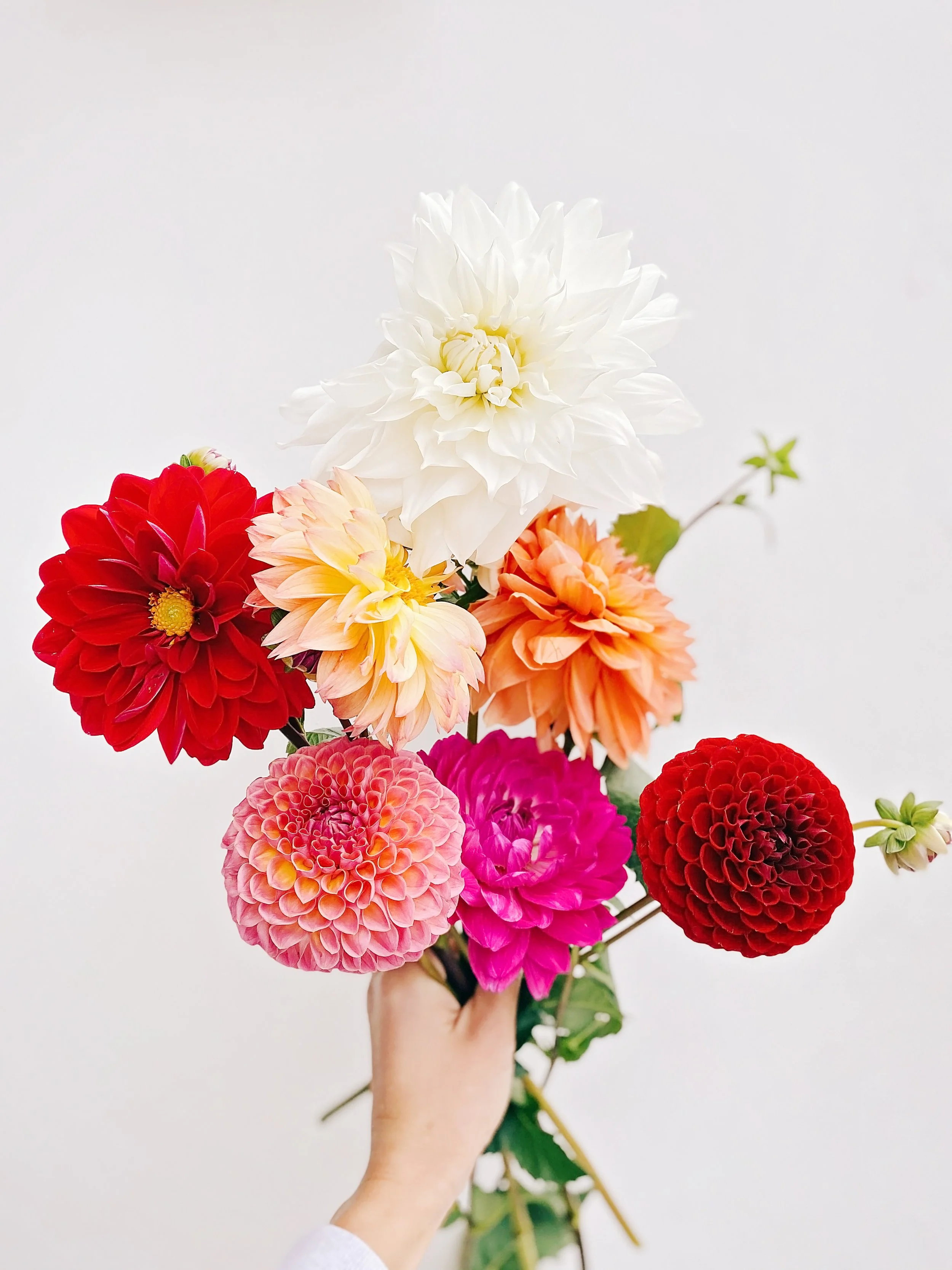Bulk Flowers Dayton Ohio Best Flower Site