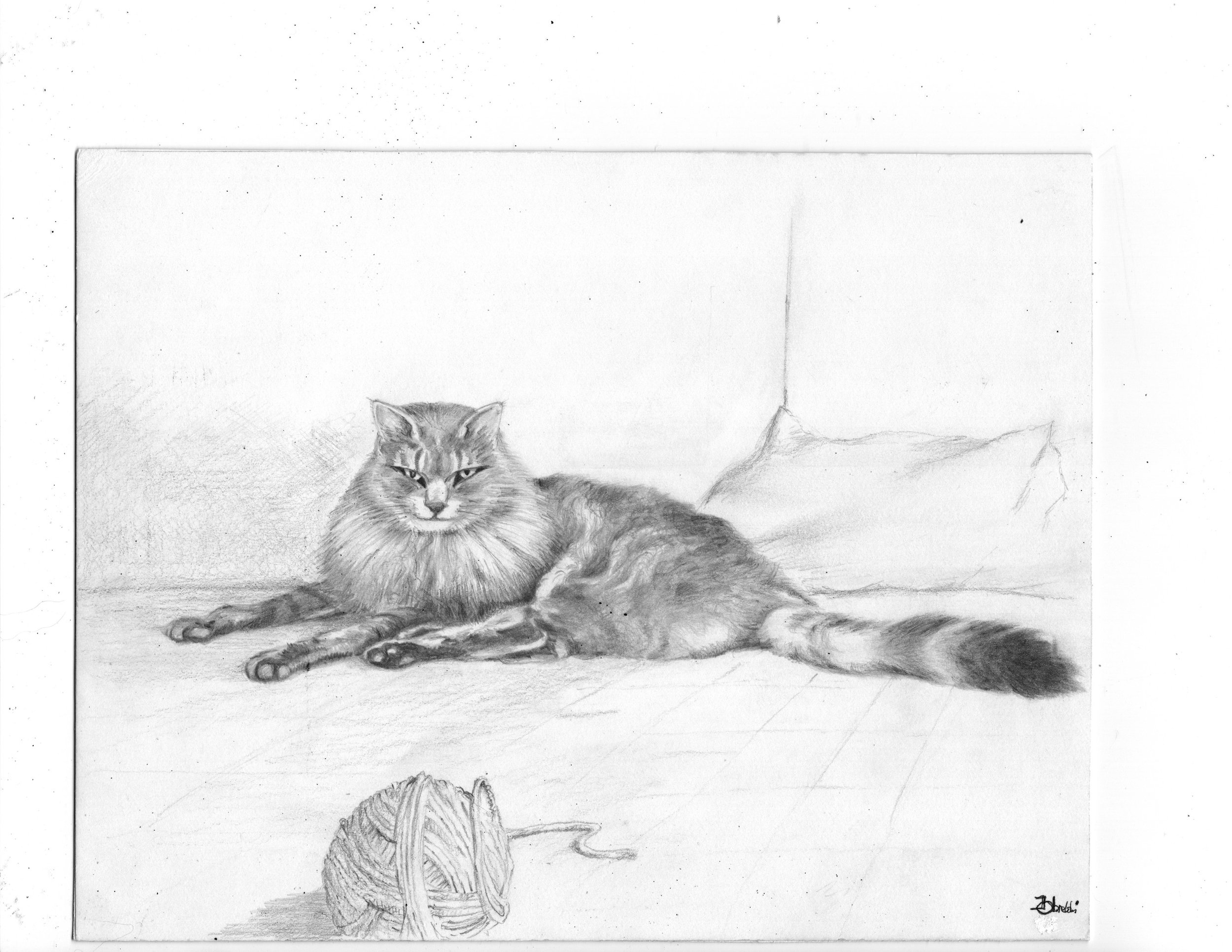 "Pusia" Cat     11 x 14