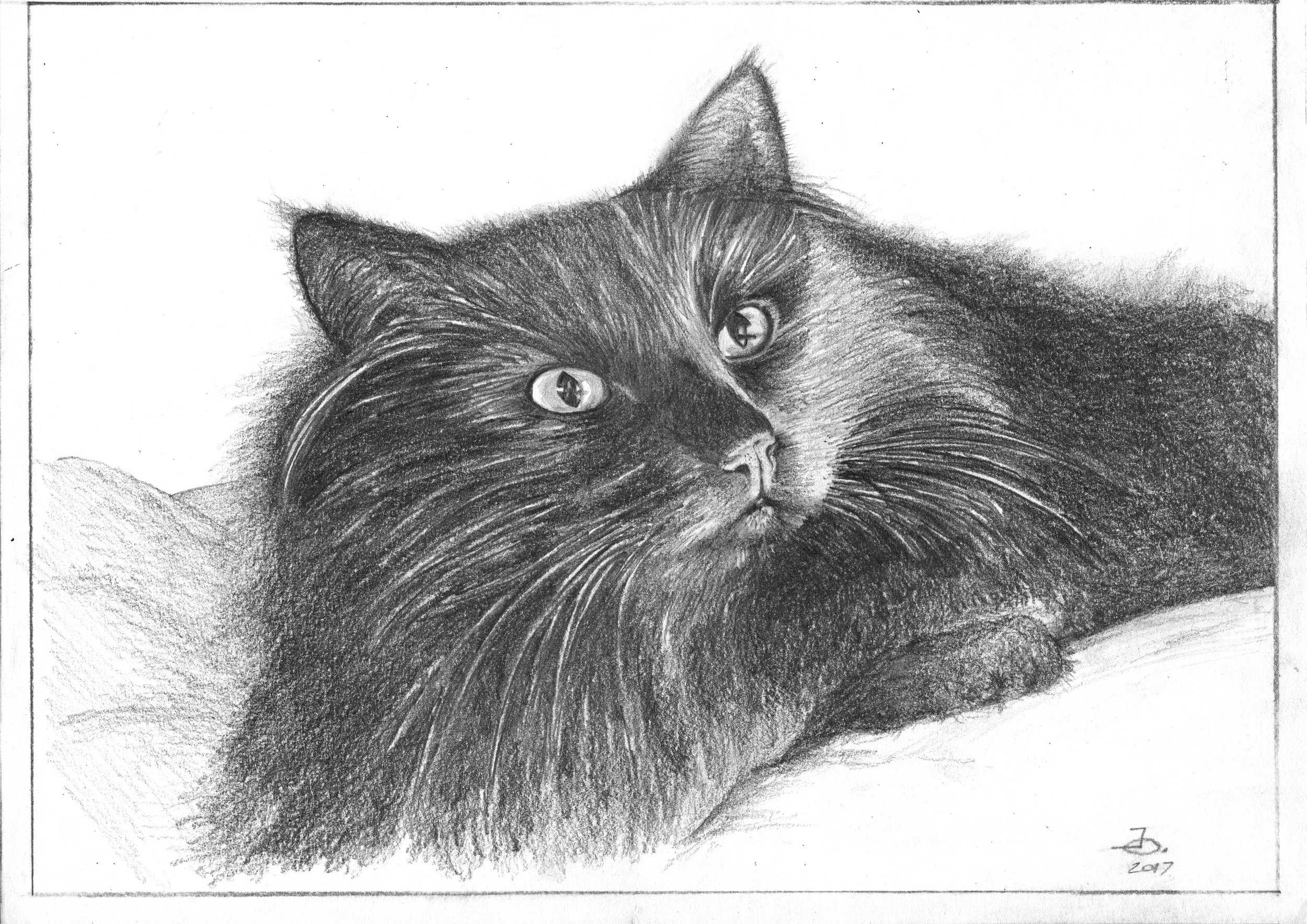 "Toffi" Cat     11 x 14