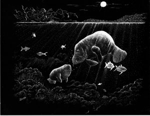 Manatees  8 x 11