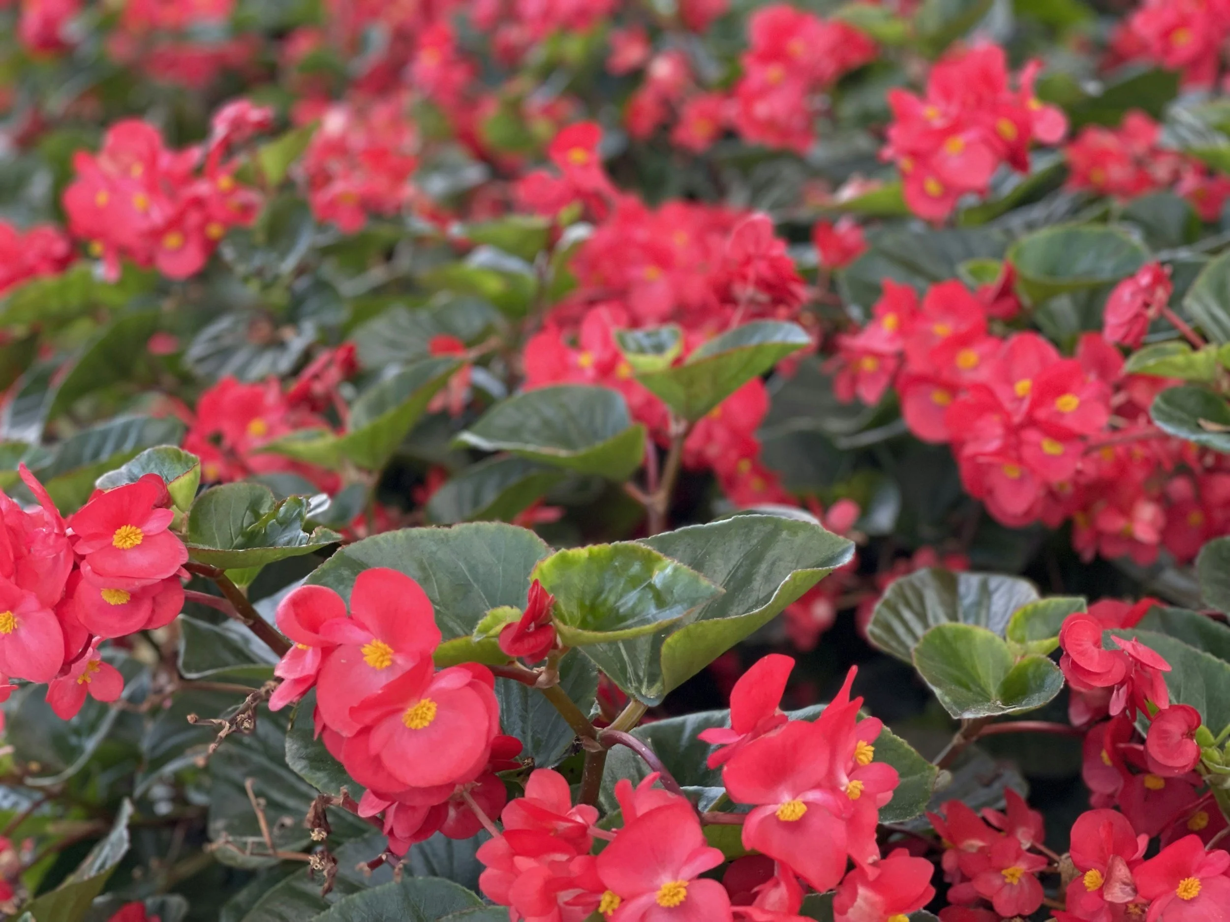 Oroville Garden Club