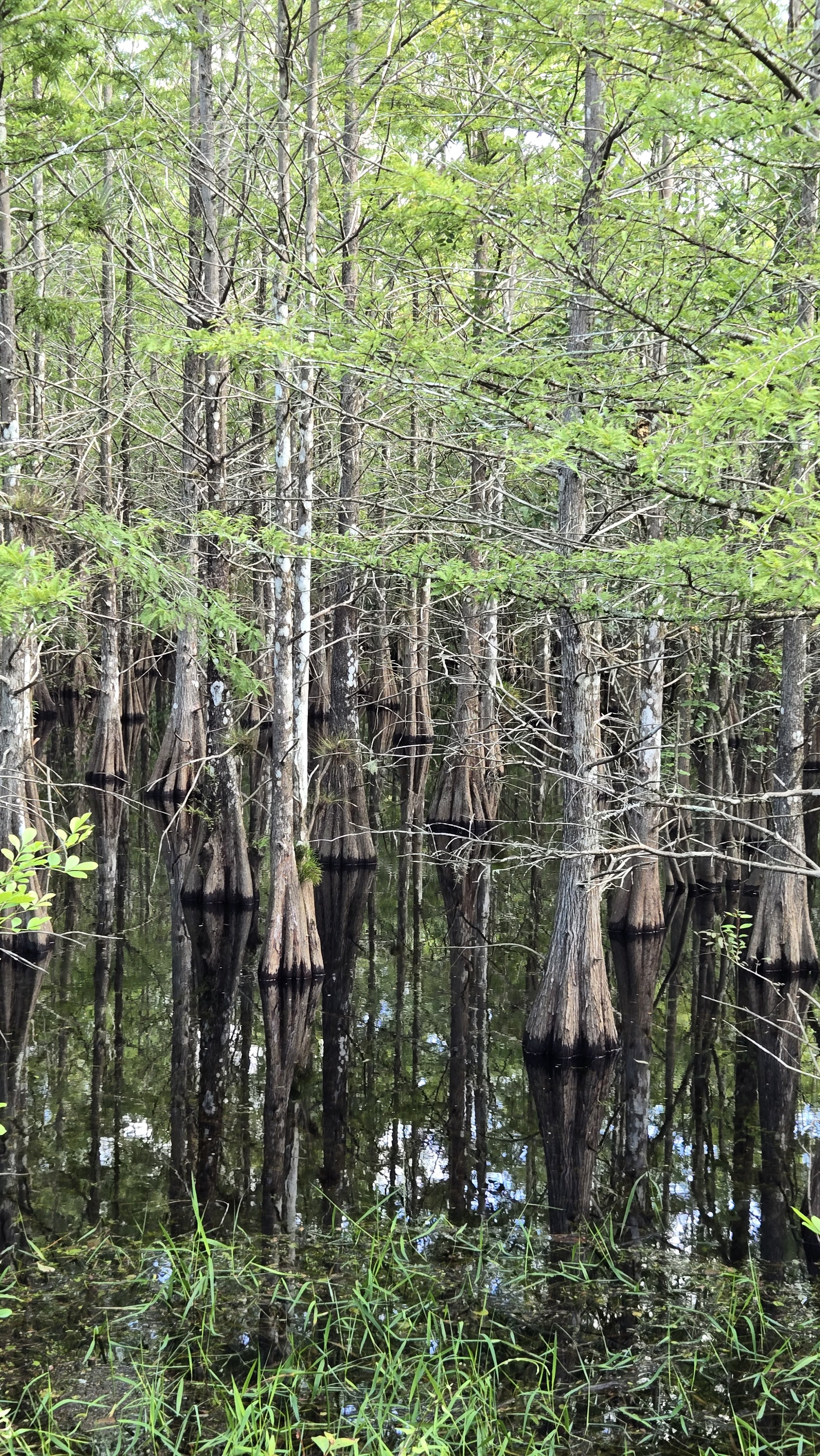 Six Mile Cypress Slough Preserve