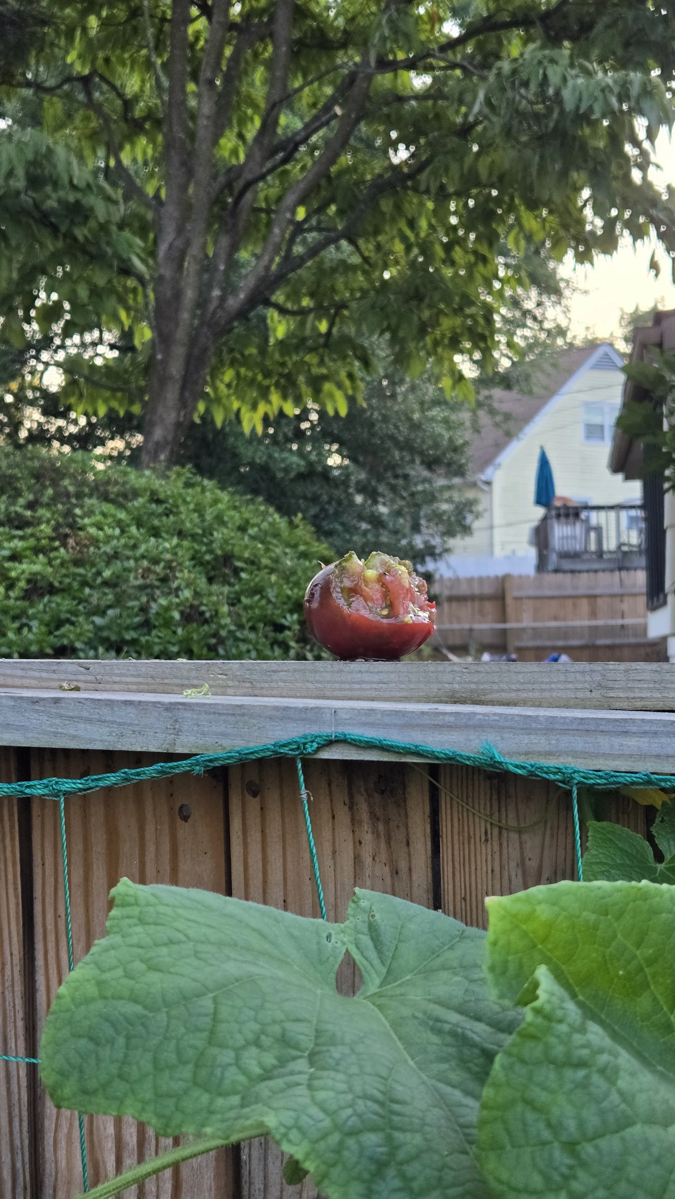 Bloody squirrels stole a tomato