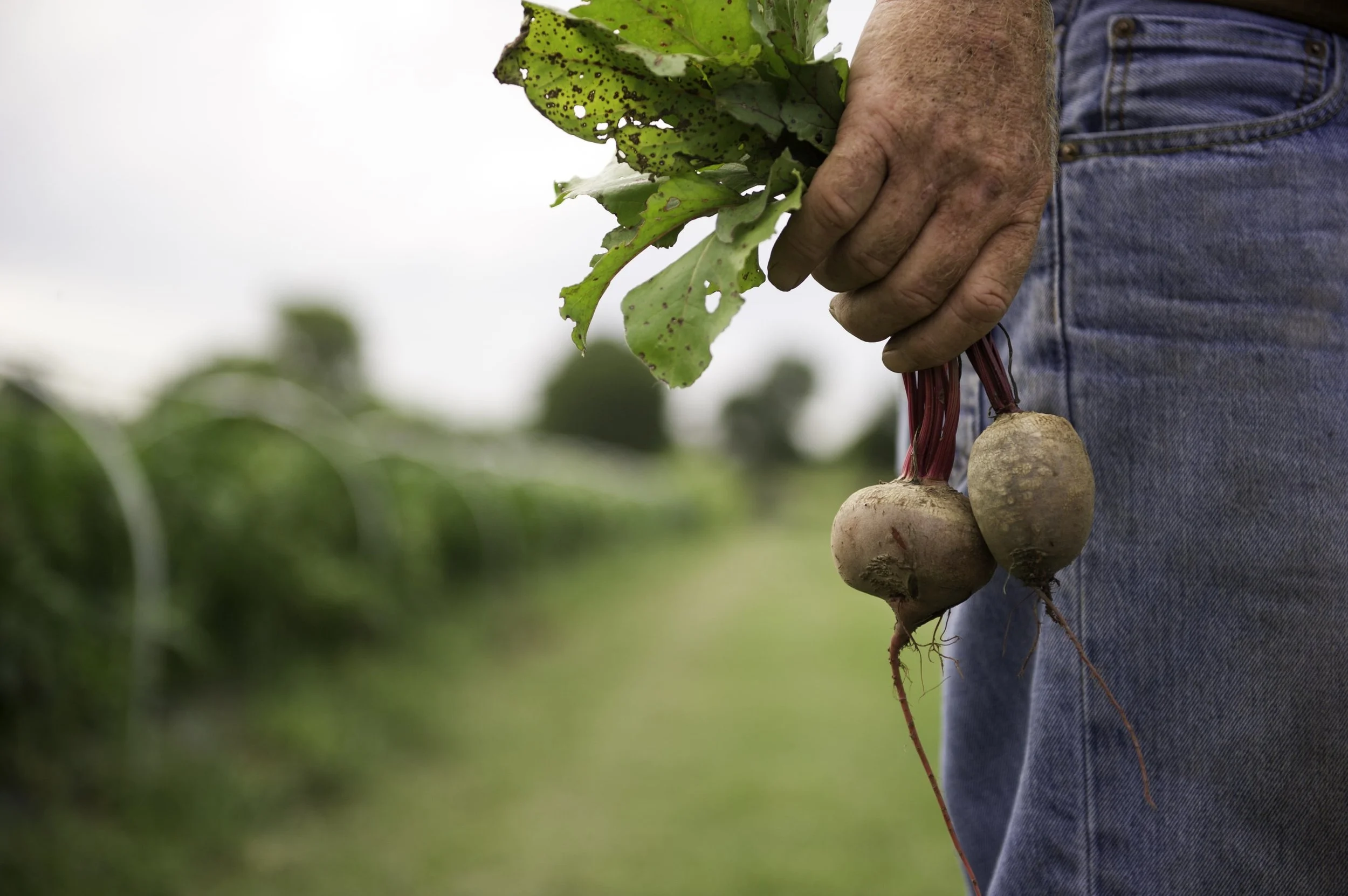 Person holding harvested beets in a garden.