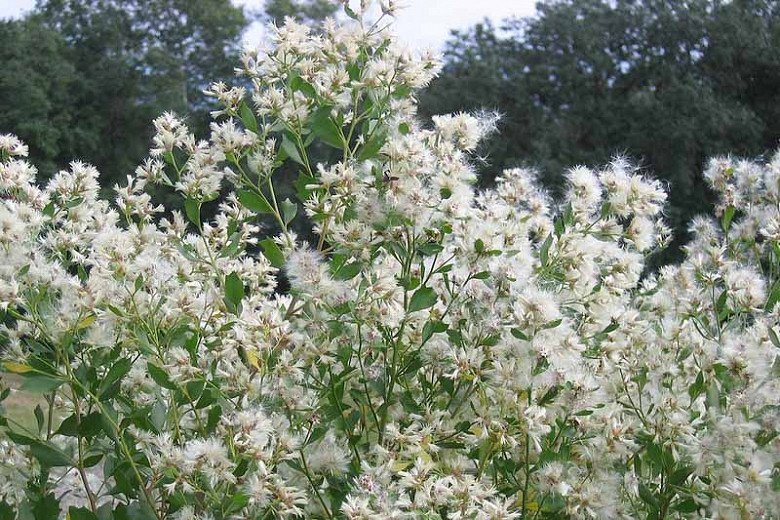 Groundsel Shrub