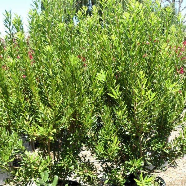 Wax Myrtle