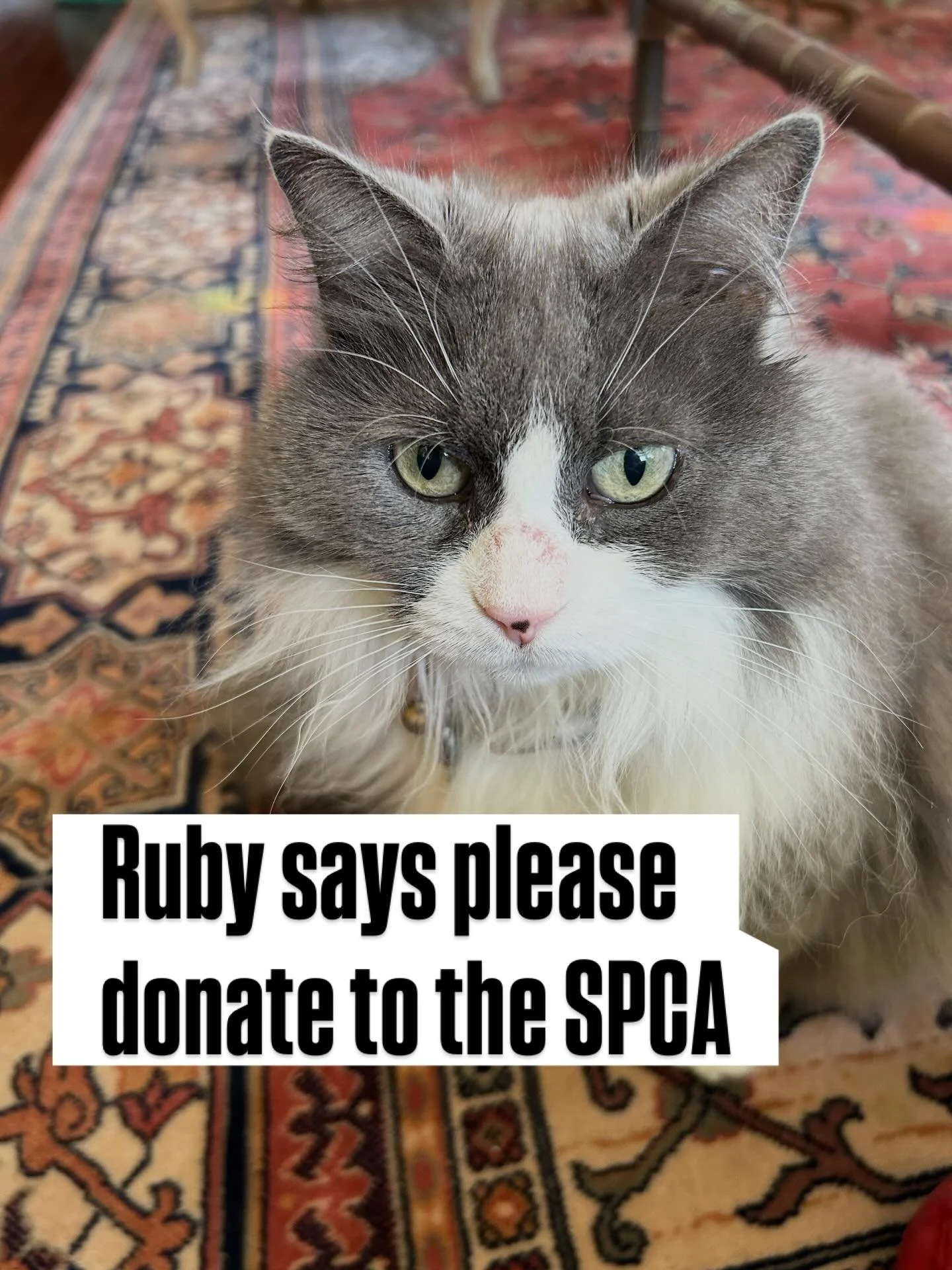 Please bring an SPCA donation to our February Membership Meeting. Canned cat and dog food, blanket and towels, collars and toys, treats, etc. a link to the wishlist is on our website. #togetherwemakeadifference #dogsandcatslivingtogether #ghentnorfol