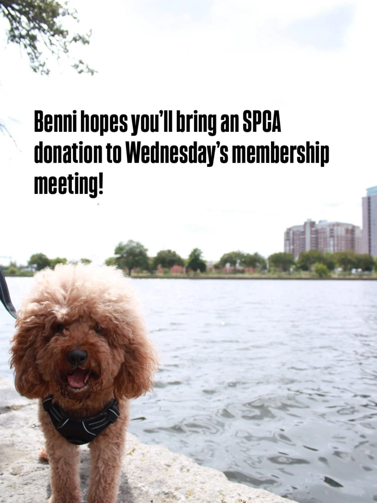 Send your Ghent Pet photos to admin@ghentneighborhoodleague.com!!! Benni hopes you&rsquo;ll bring a donation to @norfolkspca to our next membership meeting. Wednesday the 18th at 6:30 @fredheuttegarden . It&rsquo;s gonna be a great meeting with wonde