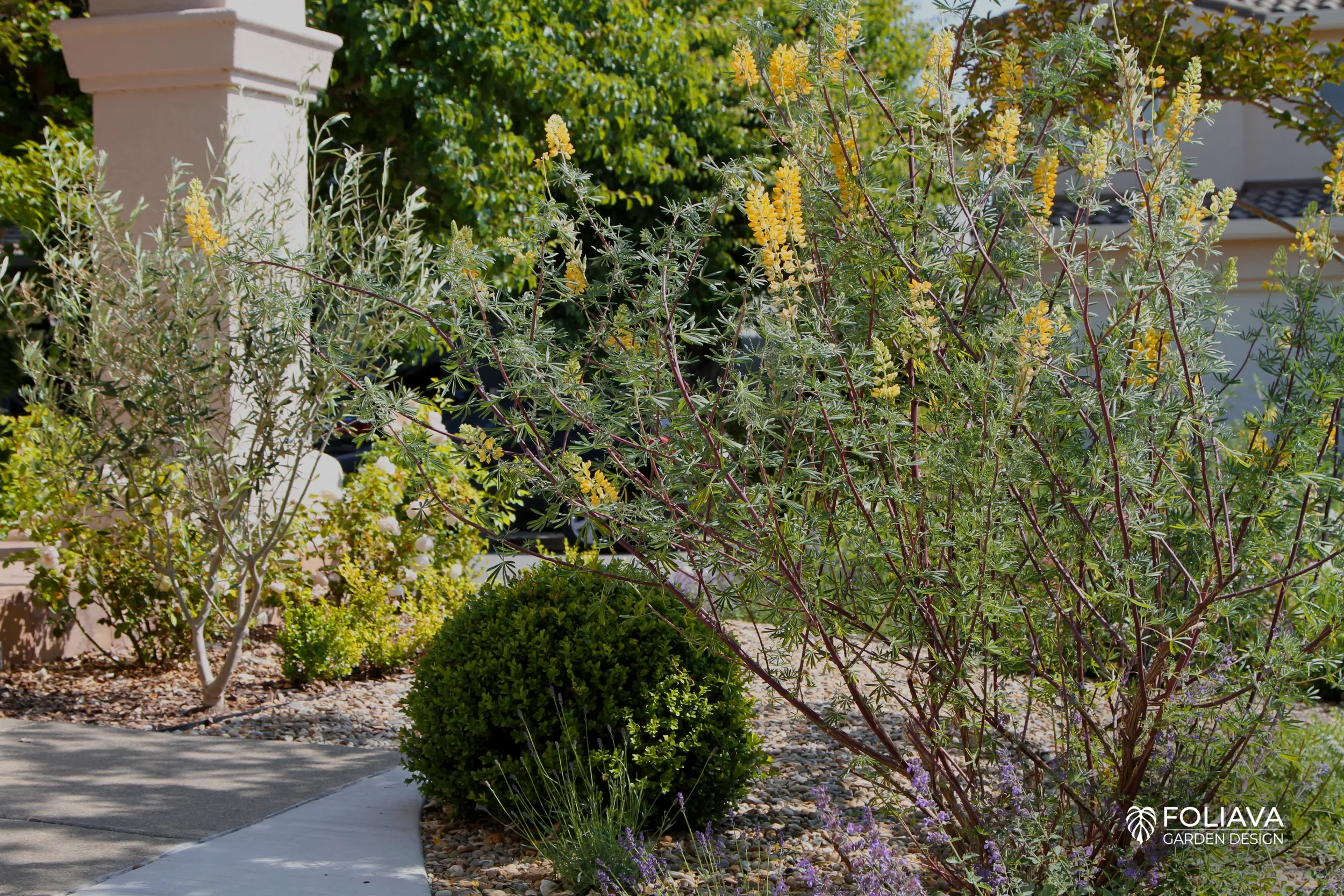Dried lawn converted to vibrant sustainable garden full of seasonal flowers