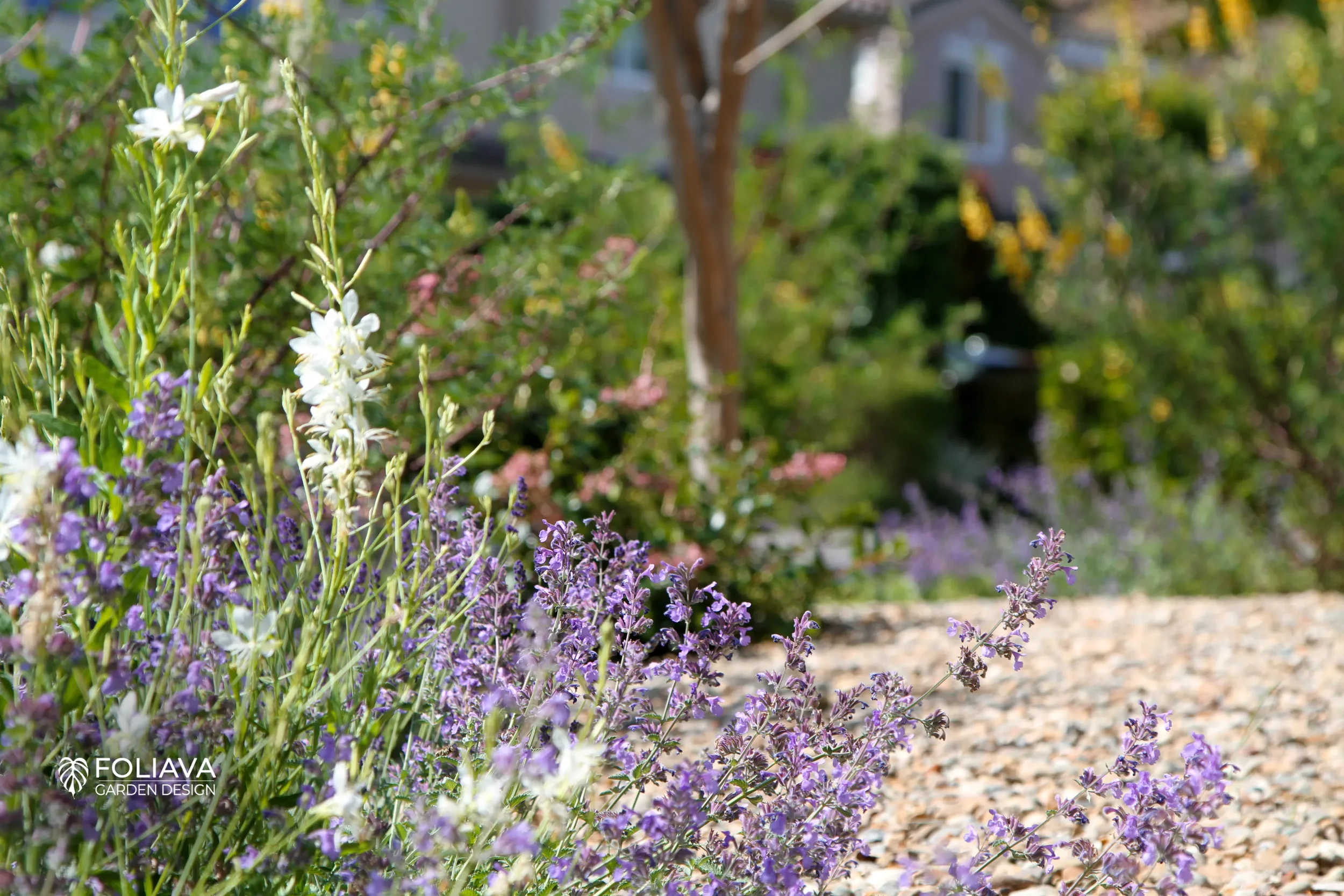 Colorful low-water flowers enhancing curb appeal in Marin neighborhood