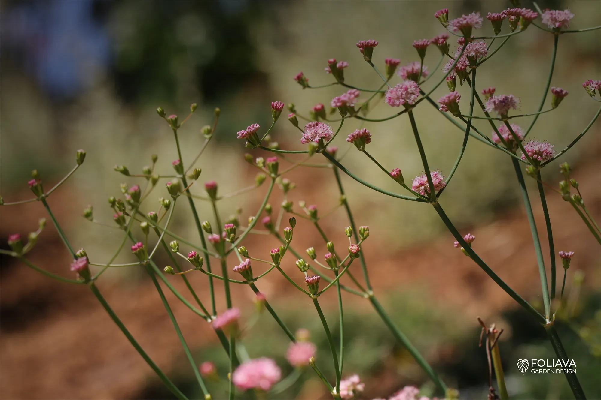 Eriogonum, our native buckwheat finds its new home in an elegant Tuscan Garden in Tiburon.