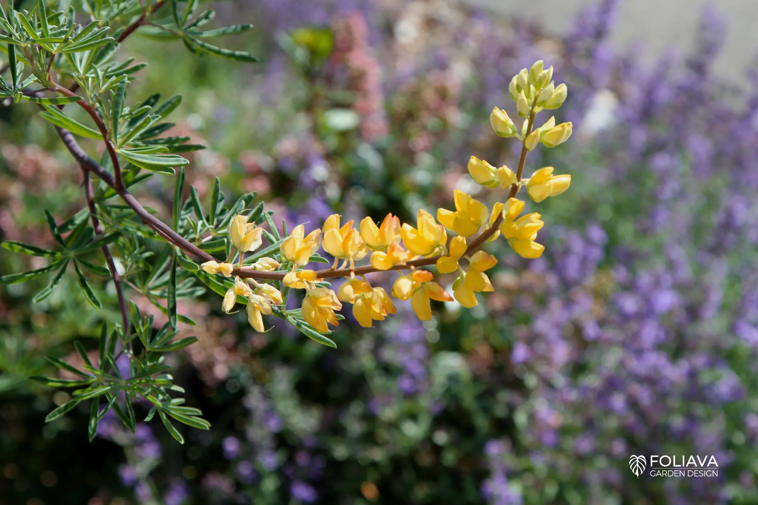Seasonal blooms of a Coastal yellow Lupine attract butterflies and pollinators to the California garden.