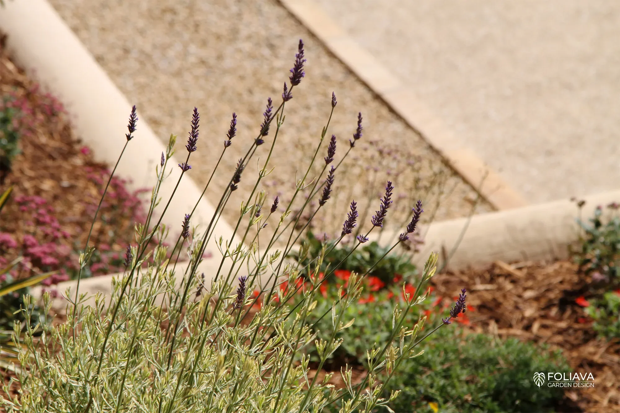 A timeless outdoor entertaining space: Bocce ball court meets Mediterranean garden with Lavender.