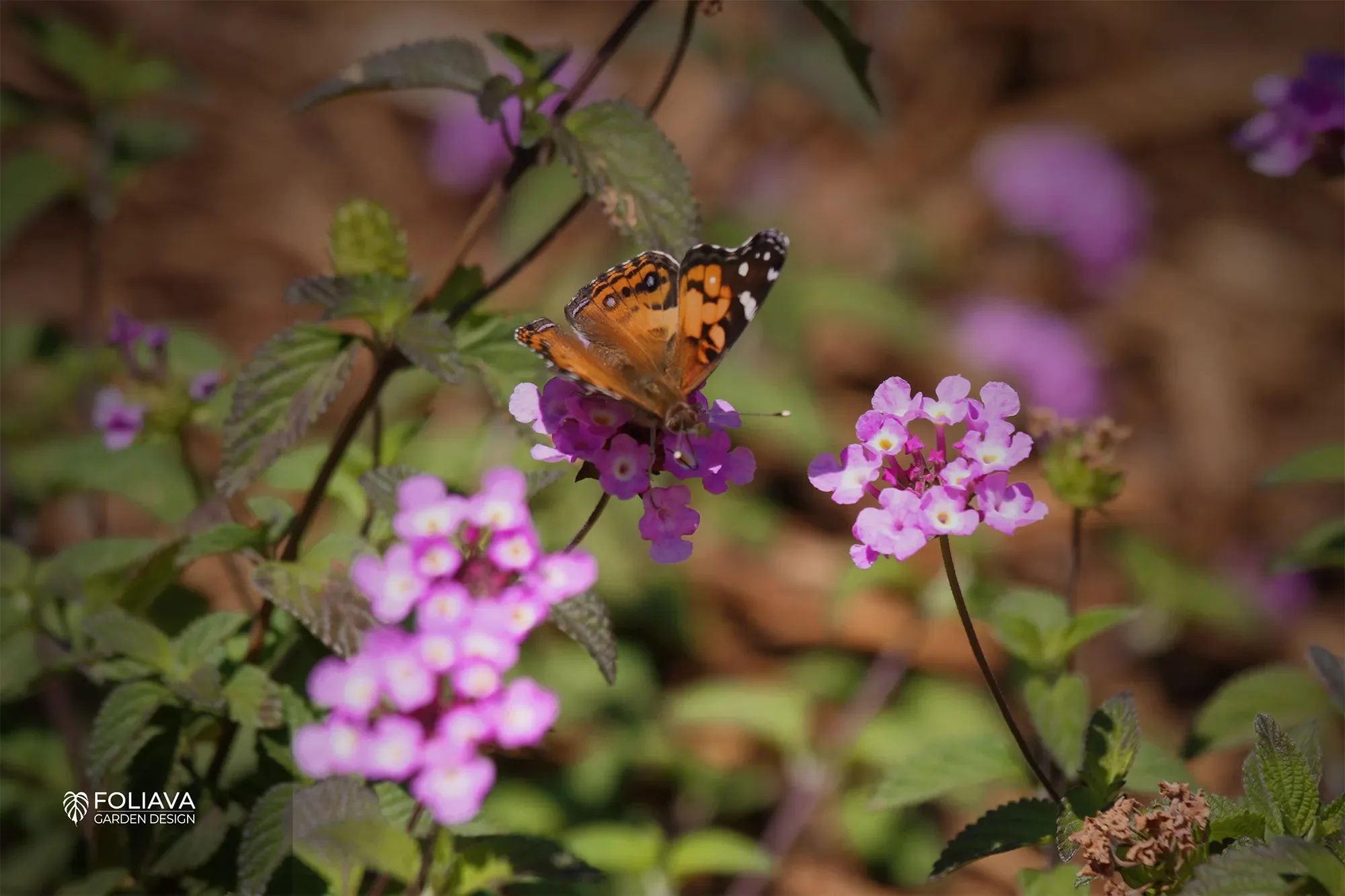 Colorful drought-tolerant garden plantings in Tiburon attracting butterflies and pollinators