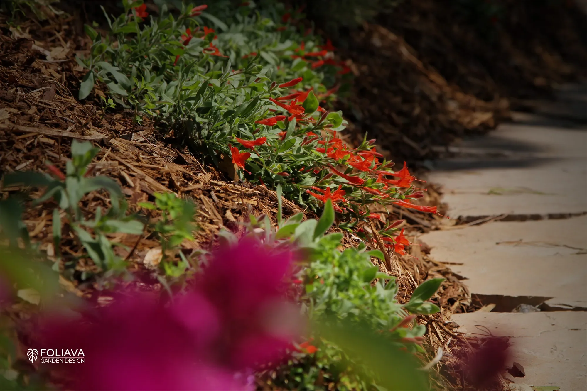 Sustainable, low-water plants adapted to Tiburon hillsides and coastal conditions.