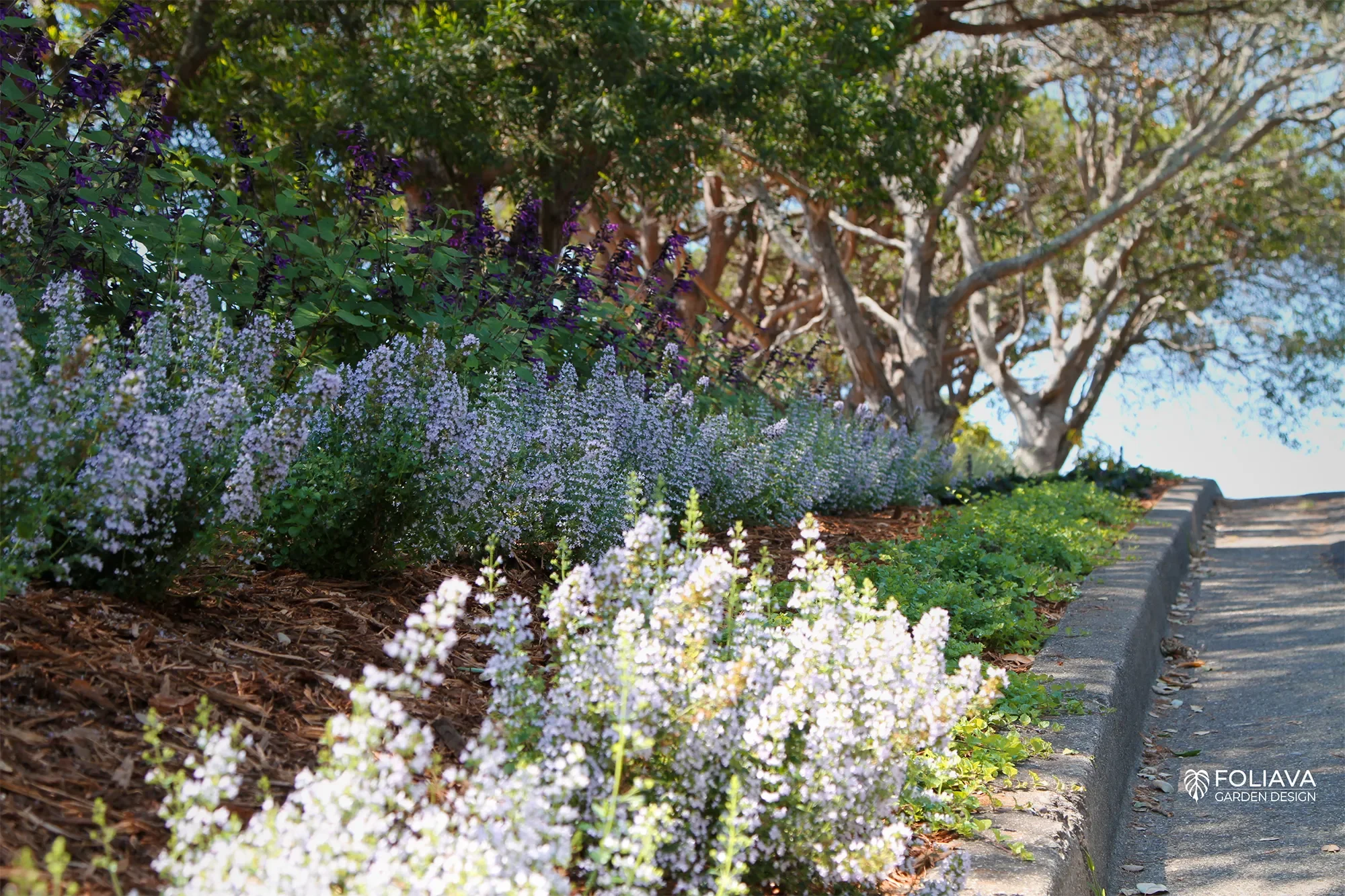 Elegant front yard planting design with water-wise curb appeal in Marin County.