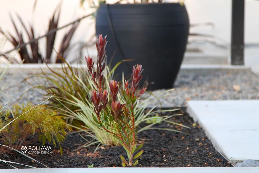 A modern home entrance with charcoal pots, ornamental grasses and leucadendrons safari sunset.