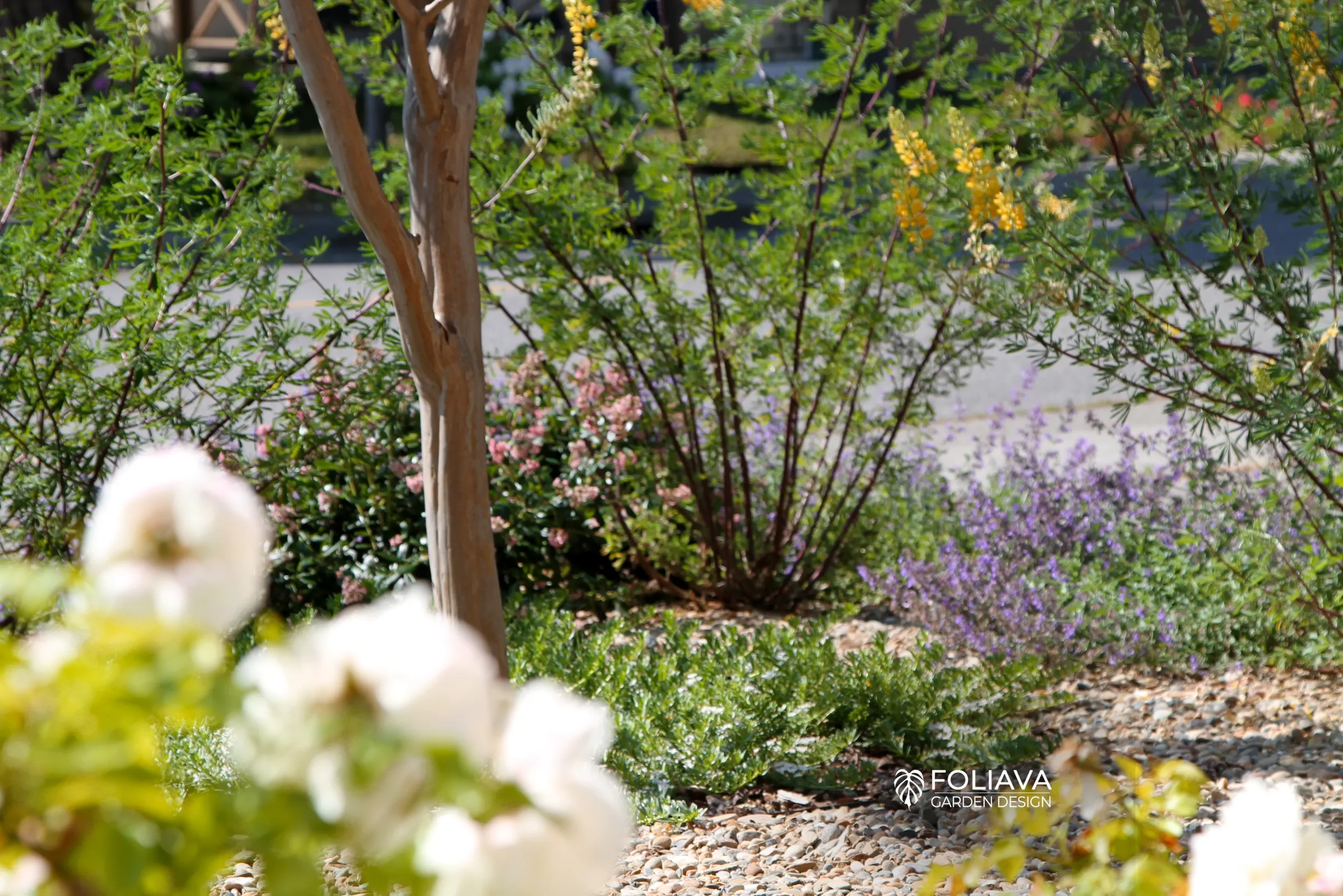 Sustainable flowers thrive in Marin, replacing water-thirsty lawn.
