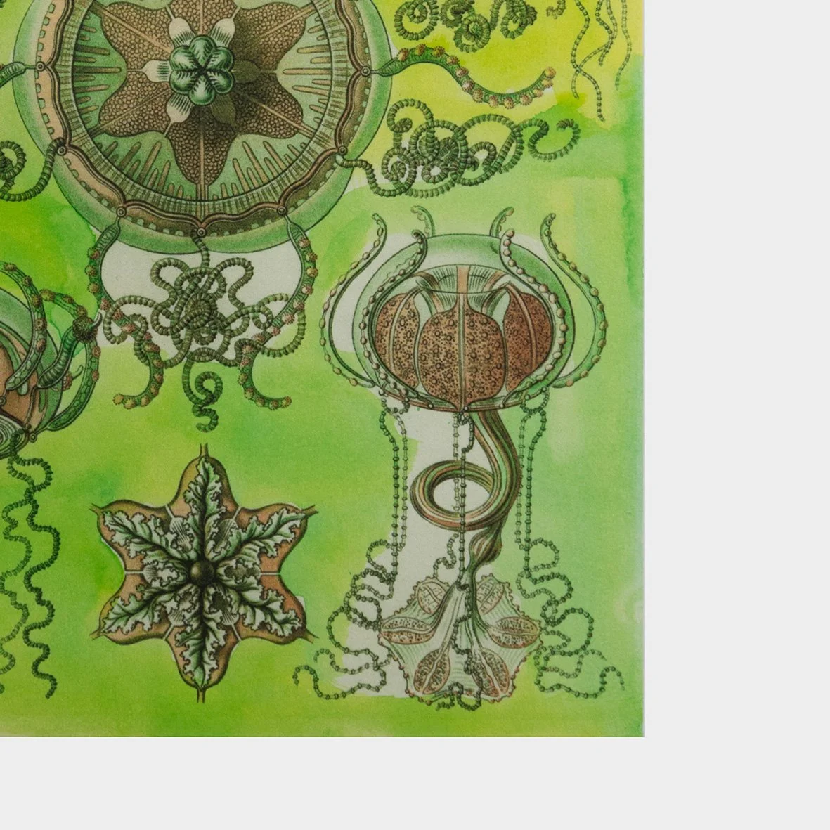 Zoom image of Ernst Haeckel trachomedusae illustration with gouache wash in chartreuse by Hoponit Studio.