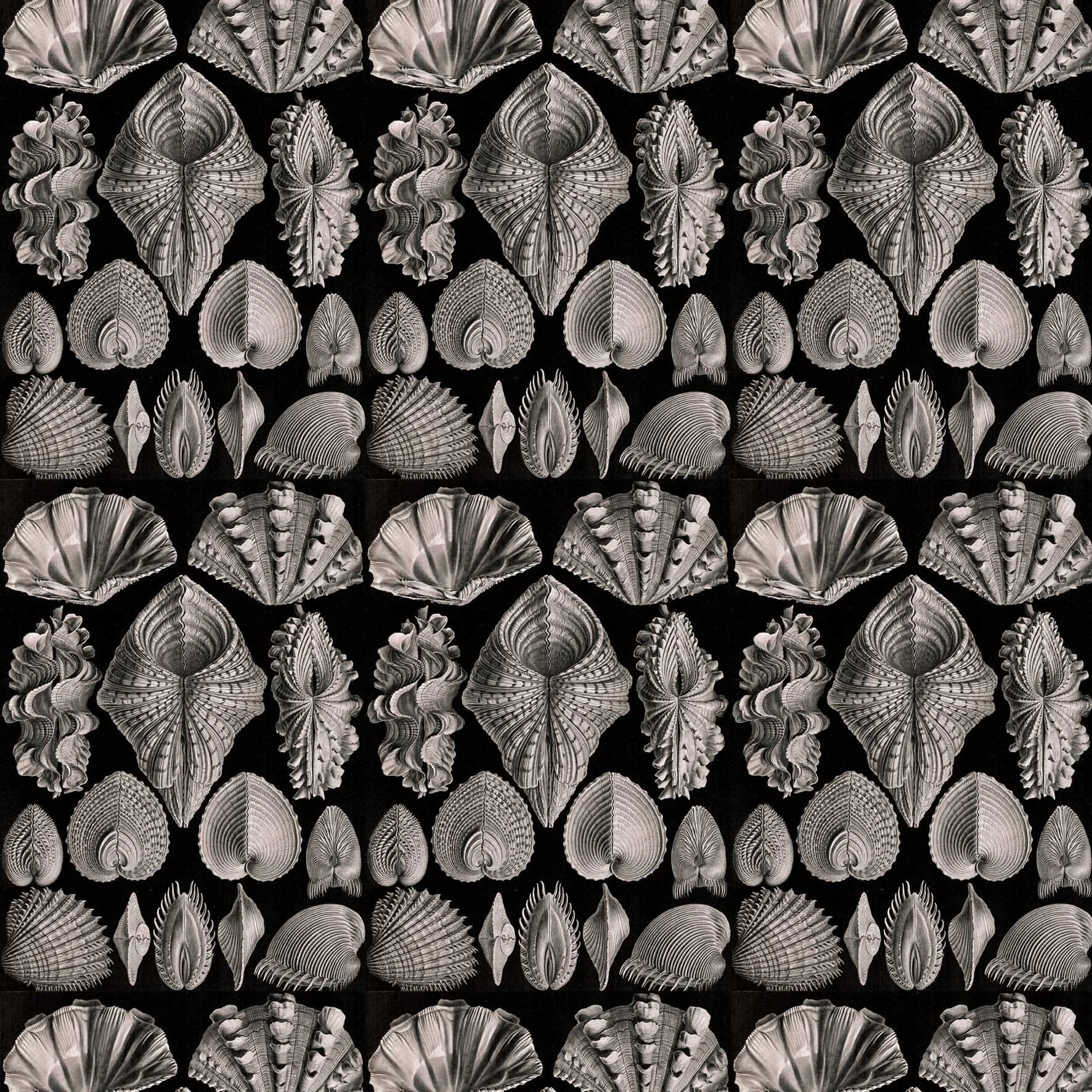 Wallpaper sample of Ernst Haeckel’s illustrations of bivalves and molluscs. A monochromatic wallpaper in black with warm highlights.